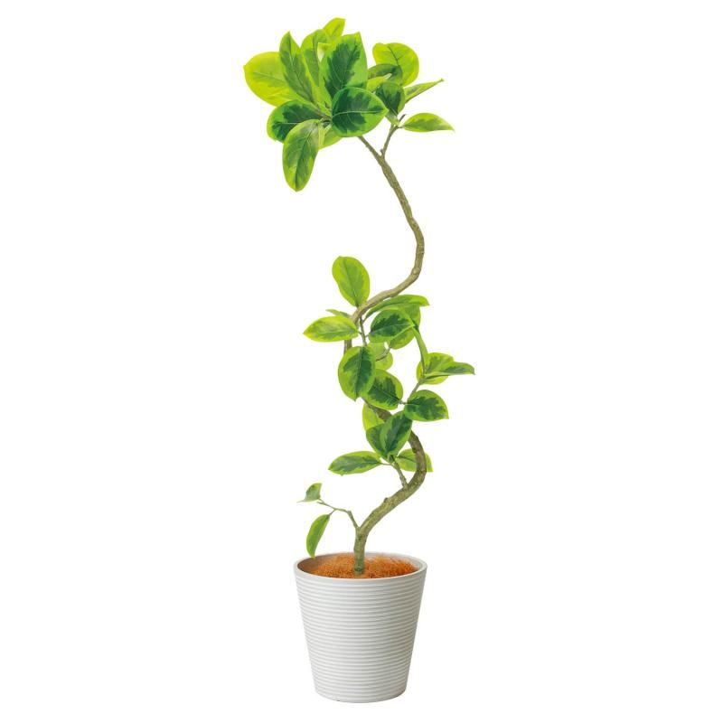 フィカスアルテシマの観葉植物 フェイクグリーン | 造花専門店プリマ