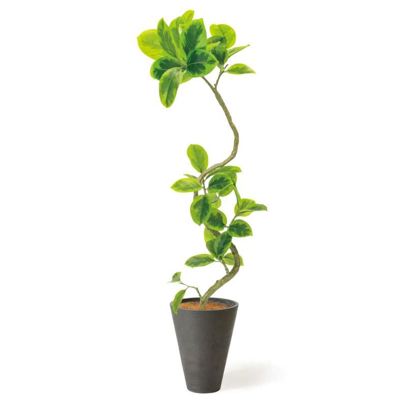 եƥ  GWץ󥿡 H142cm 졼 տʪ ե꡼ eco Ҹľʡ <img class='new_mark_img2' src='https://img.shop-pro.jp/img/new/icons1.gif' style='border:none;display:inline;margin:0px;padding:0px;width:auto;' />