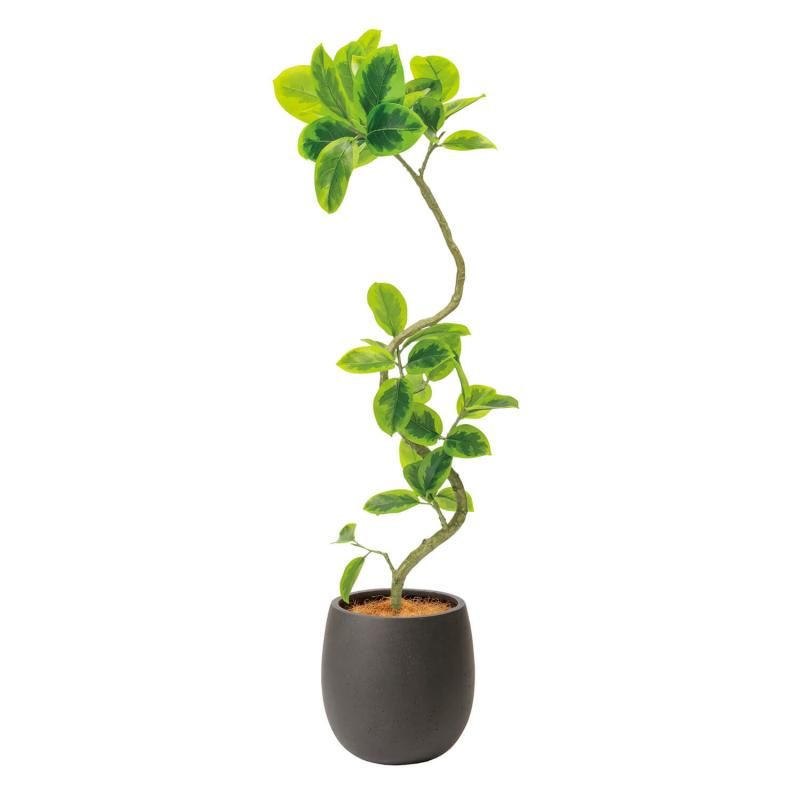 եƥ  åݥå H138cm ֥å տʪ ե꡼ eco Ҹľʡ <img class='new_mark_img2' src='https://img.shop-pro.jp/img/new/icons1.gif' style='border:none;display:inline;margin:0px;padding:0px;width:auto;' />
