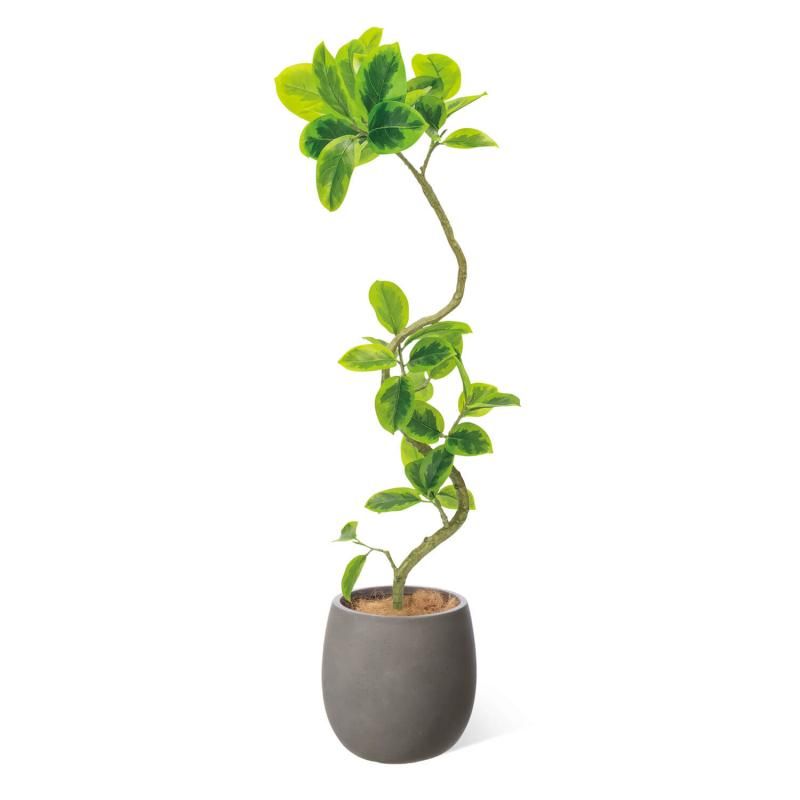եƥ  åݥå H138cm 졼 տʪ ե꡼ eco Ҹľʡ <img class='new_mark_img2' src='https://img.shop-pro.jp/img/new/icons1.gif' style='border:none;display:inline;margin:0px;padding:0px;width:auto;' />
