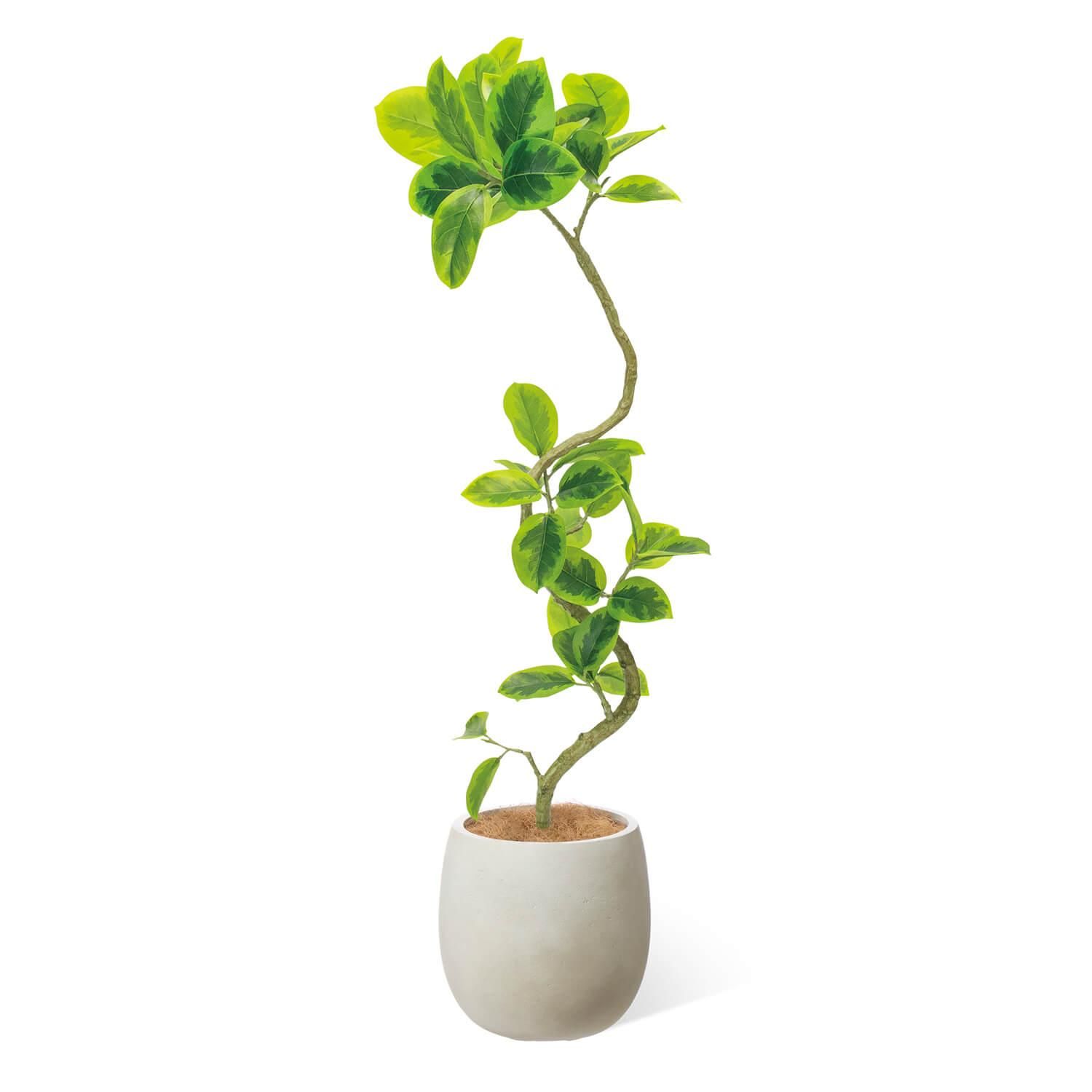 եƥ  åݥå H138cm ܥ꡼ տʪ ե꡼ eco Ҹľʡ <img class='new_mark_img2' src='https://img.shop-pro.jp/img/new/icons1.gif' style='border:none;display:inline;margin:0px;padding:0px;width:auto;' />