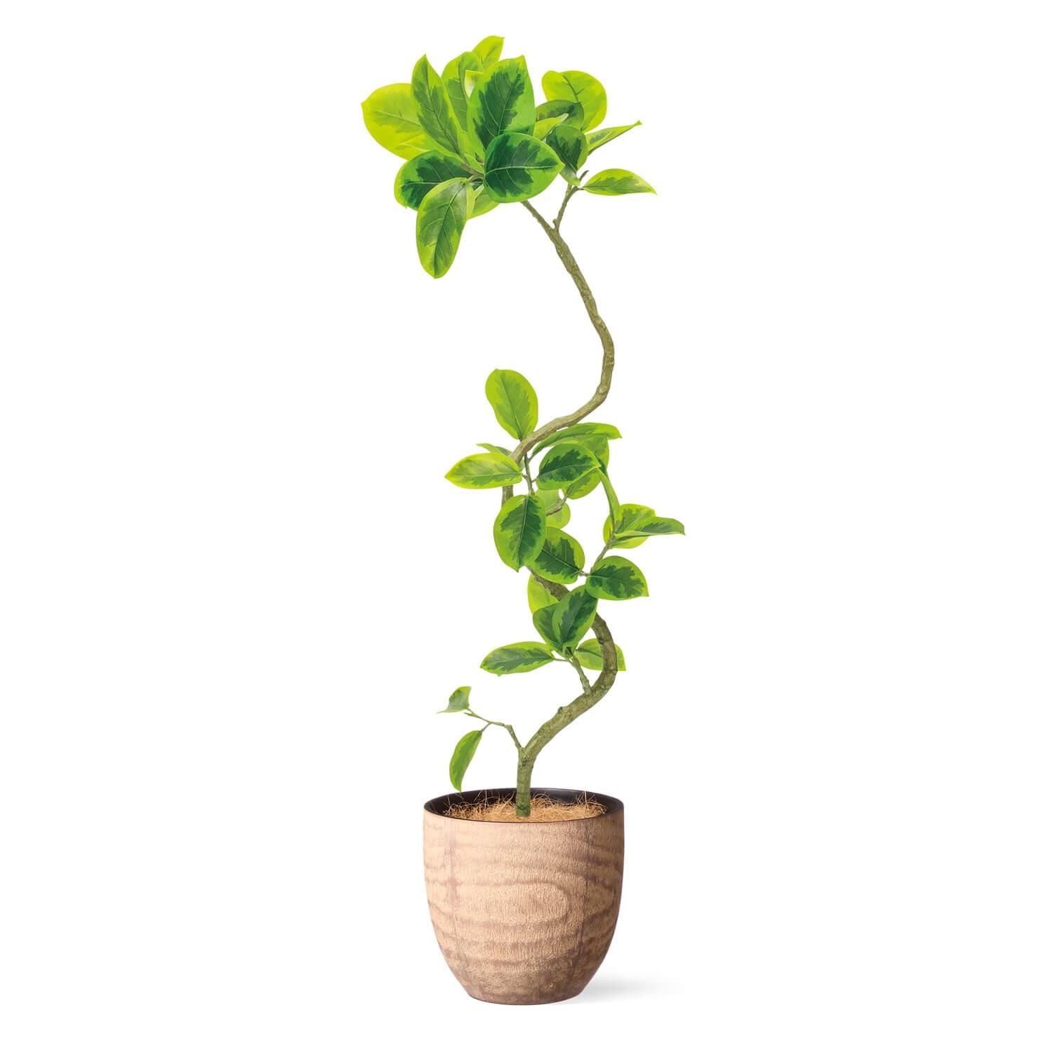 光触媒　人工観葉植物　フェイクグリーン　ウッドボックスアルテシマ2.1(組立式) 光触媒 光の楽園 ウッドボックスアルテシマ2.1m(組立式