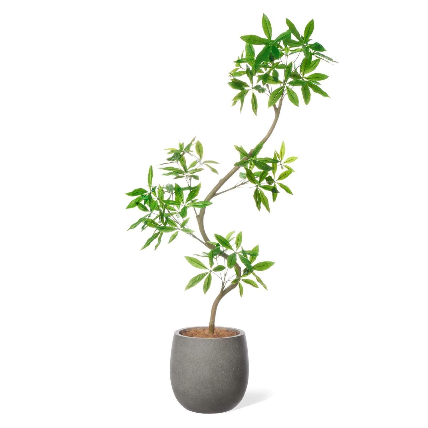 15%OFF ĥȥѥ åݥå H200cm 졼 տʪ ե꡼ Ҹľʡ eco<img class='new_mark_img2' src='https://img.shop-pro.jp/img/new/icons2.gif' style='border:none;display:inline;margin:0px;padding:0px;width:auto;' />