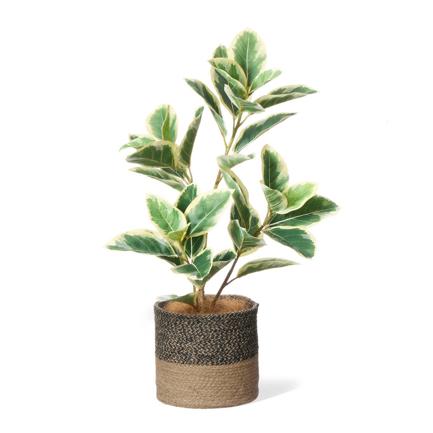 ե 塼ȥݥå H65cm տʪ ե꡼<img class='new_mark_img2' src='https://img.shop-pro.jp/img/new/icons1.gif' style='border:none;display:inline;margin:0px;padding:0px;width:auto;' />