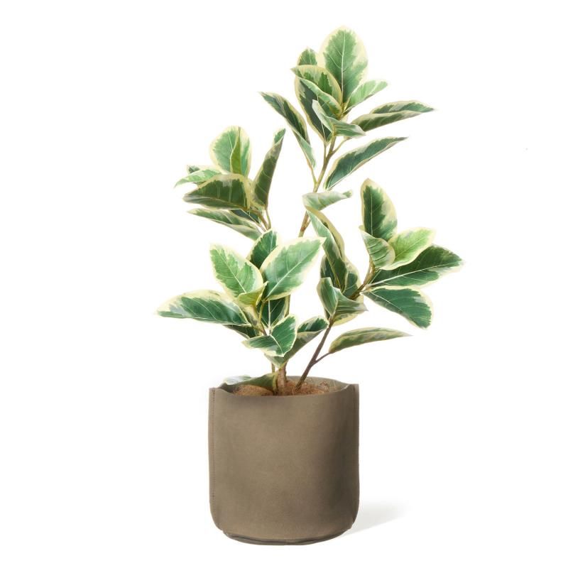 その他観葉植物 P 楽天市場】【公式】カラテア エレクトロポットS 観葉植物