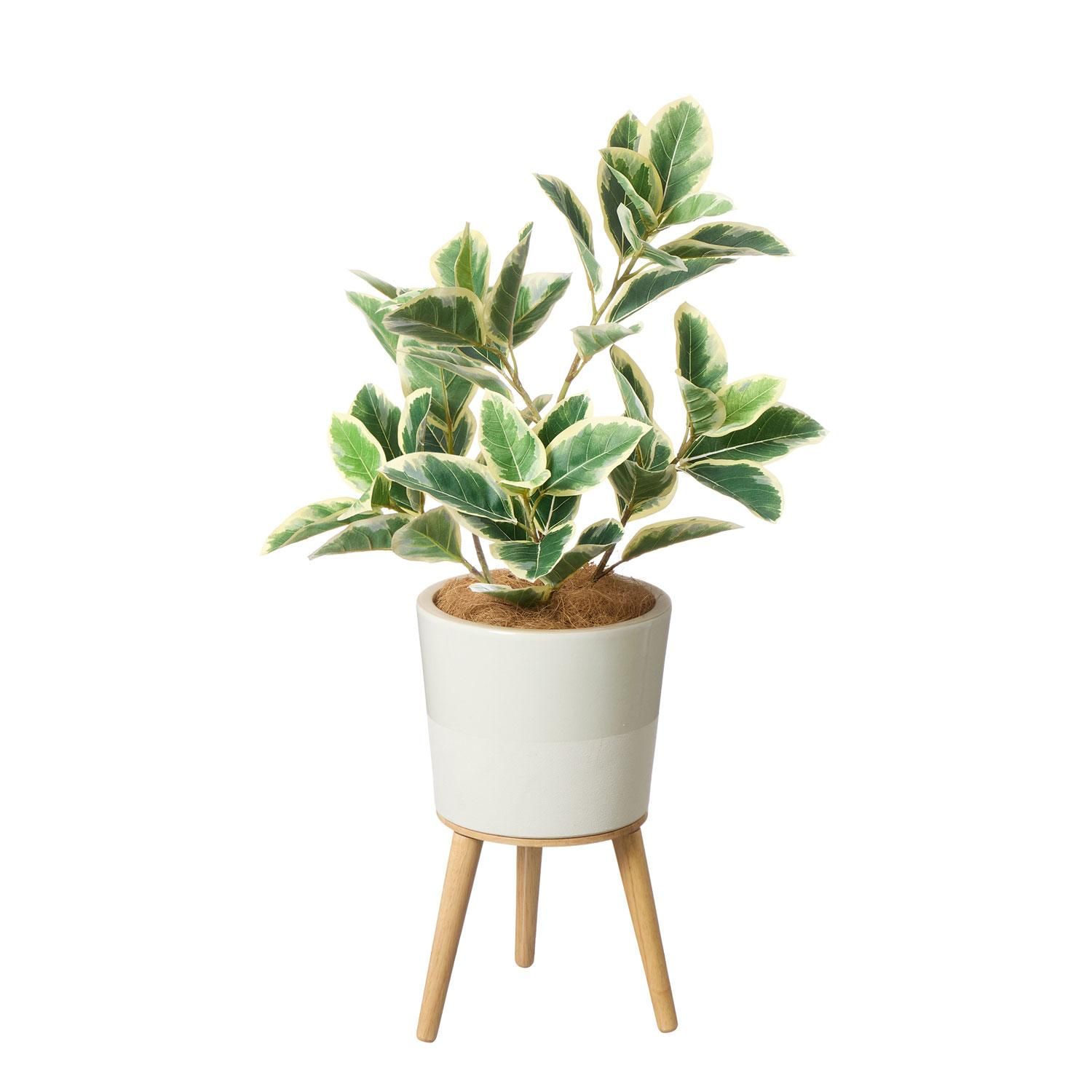 ե  H90cm տʪ ե꡼<img class='new_mark_img2' src='https://img.shop-pro.jp/img/new/icons1.gif' style='border:none;display:inline;margin:0px;padding:0px;width:auto;' />