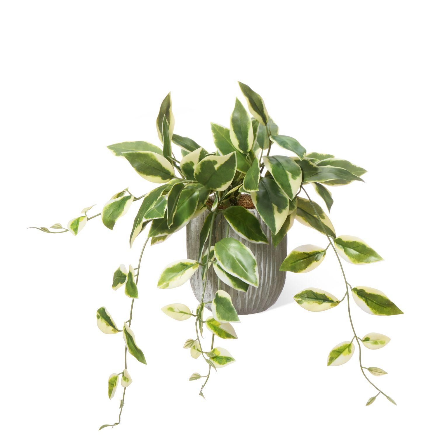  ۥ ٥ꥹݥåS տʪ ե꡼<img class='new_mark_img2' src='https://img.shop-pro.jp/img/new/icons1.gif' style='border:none;display:inline;margin:0px;padding:0px;width:auto;' />