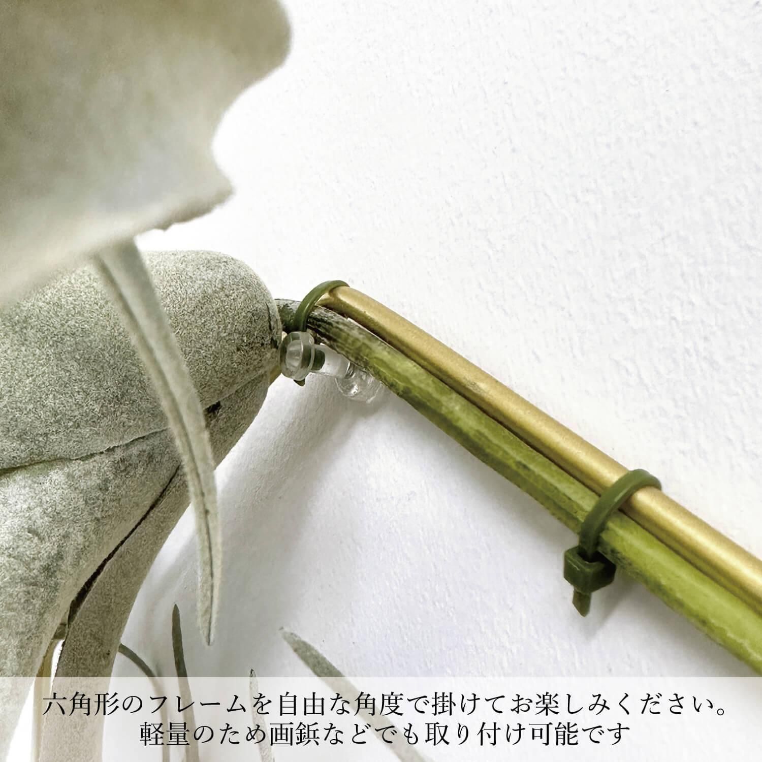 إ 󥸥 տʪ ե꡼<img class='new_mark_img2' src='https://img.shop-pro.jp/img/new/icons1.gif' style='border:none;display:inline;margin:0px;padding:0px;width:auto;' />