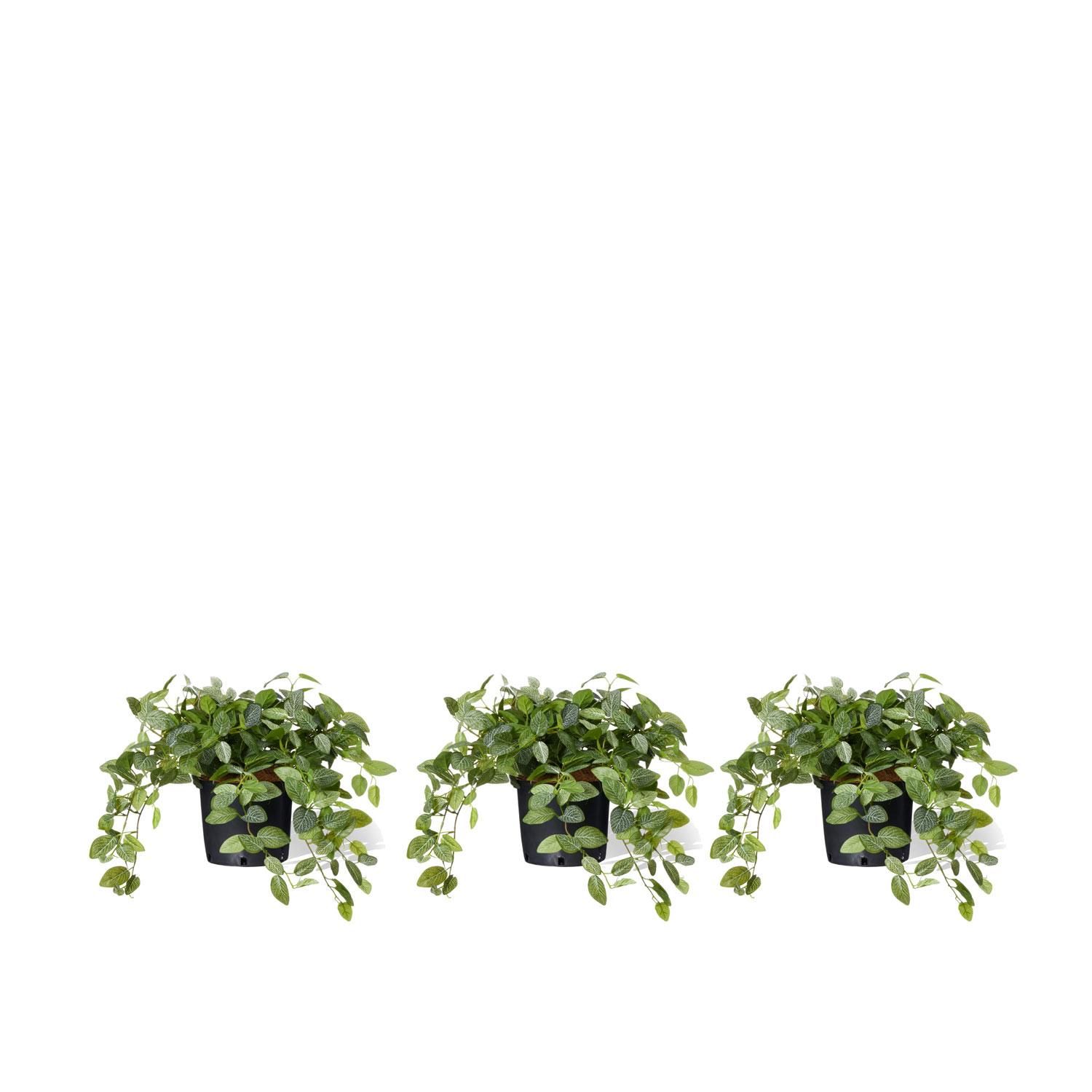 եåȥ˥ ʡݥå 3ĥå տʪ ե꡼<img class='new_mark_img2' src='https://img.shop-pro.jp/img/new/icons1.gif' style='border:none;display:inline;margin:0px;padding:0px;width:auto;' />