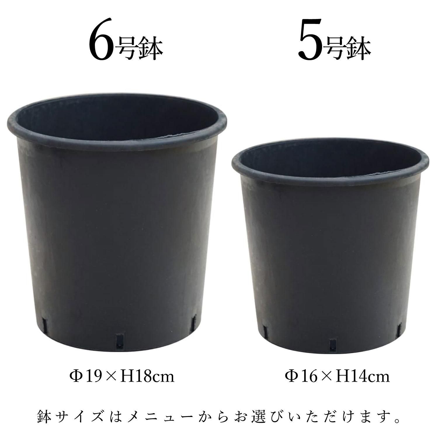 եåȥ˥ ʡݥå 3ĥå տʪ ե꡼<img class='new_mark_img2' src='https://img.shop-pro.jp/img/new/icons1.gif' style='border:none;display:inline;margin:0px;padding:0px;width:auto;' />
