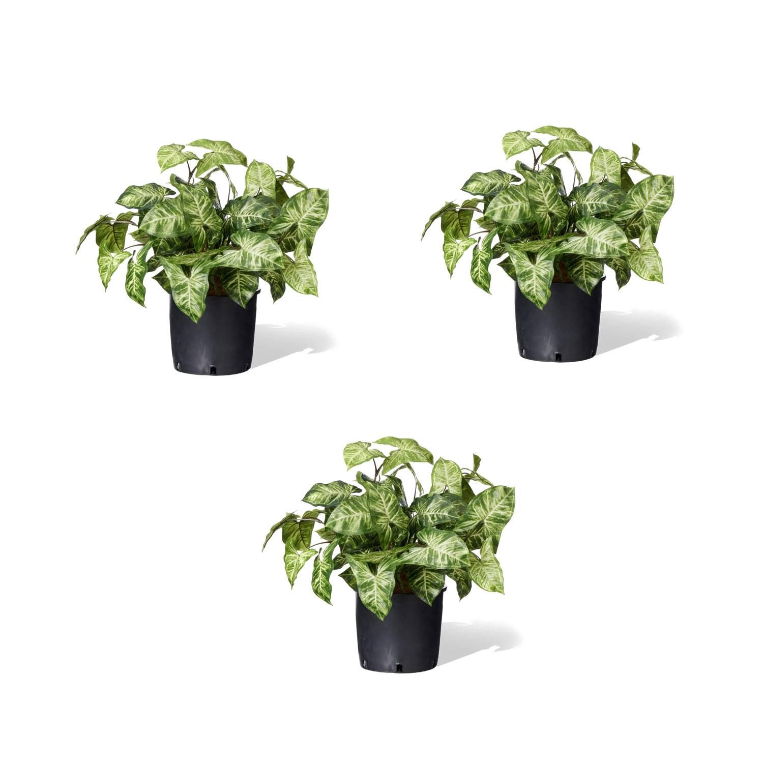 饸 ʡݥå 3ĥå տʪ ե꡼<img class='new_mark_img2' src='https://img.shop-pro.jp/img/new/icons1.gif' style='border:none;display:inline;margin:0px;padding:0px;width:auto;' />