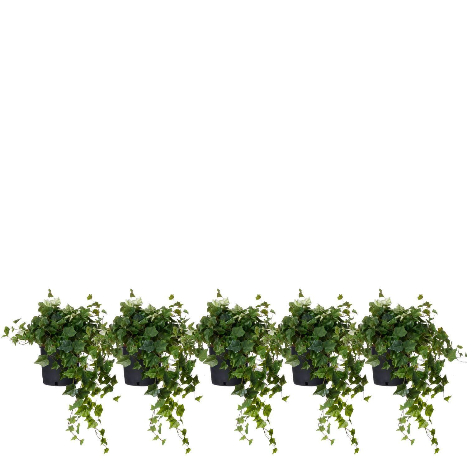 ӡ ʡݥå 5ĥå տʪ ե꡼<img class='new_mark_img2' src='https://img.shop-pro.jp/img/new/icons1.gif' style='border:none;display:inline;margin:0px;padding:0px;width:auto;' />