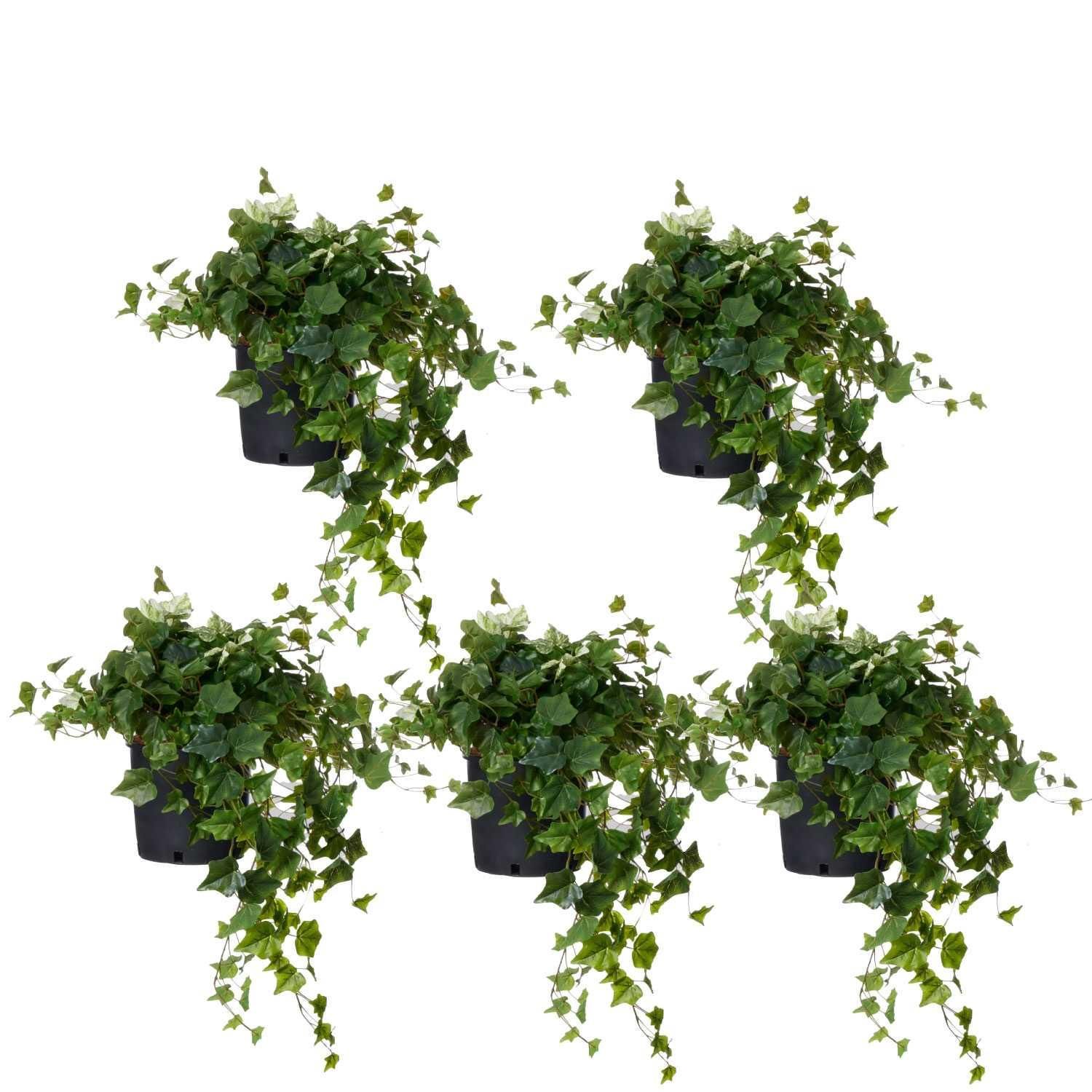 ӡ ʡݥå 5ĥå տʪ ե꡼<img class='new_mark_img2' src='https://img.shop-pro.jp/img/new/icons1.gif' style='border:none;display:inline;margin:0px;padding:0px;width:auto;' />