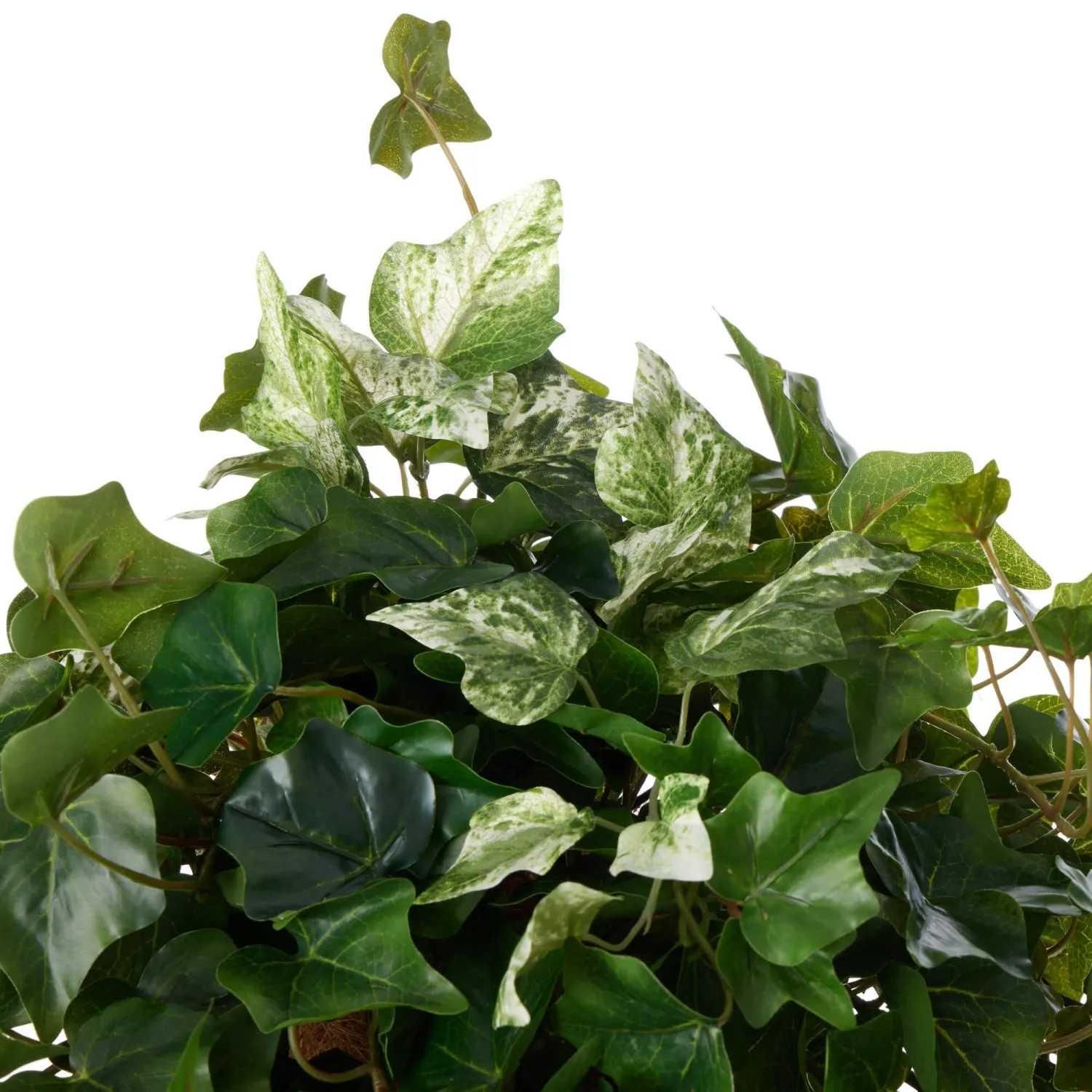 ӡ ʡݥå 5ĥå տʪ ե꡼<img class='new_mark_img2' src='https://img.shop-pro.jp/img/new/icons1.gif' style='border:none;display:inline;margin:0px;padding:0px;width:auto;' />