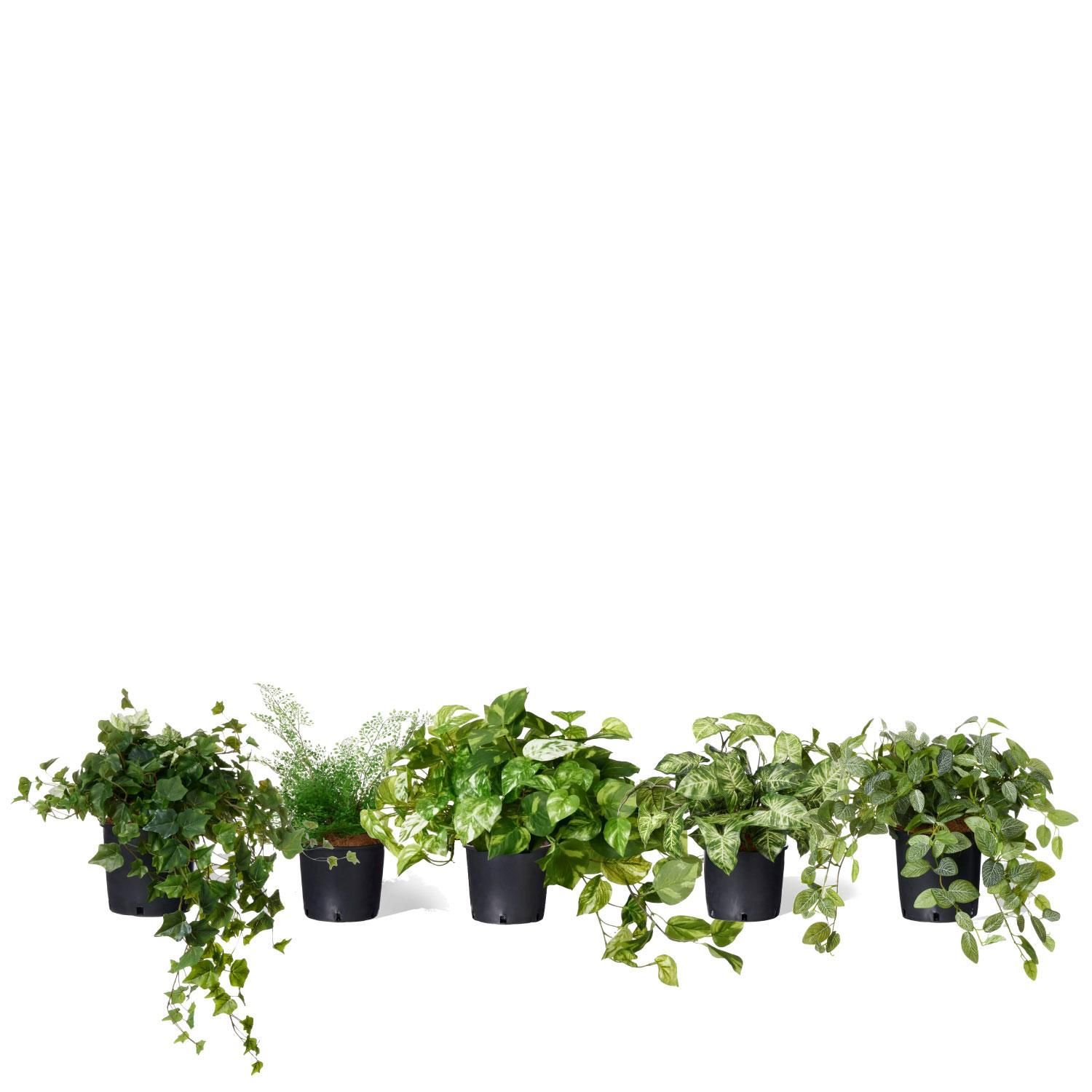 ߥåI ʡݥå 5ĥå տʪ ե꡼<img class='new_mark_img2' src='https://img.shop-pro.jp/img/new/icons1.gif' style='border:none;display:inline;margin:0px;padding:0px;width:auto;' />