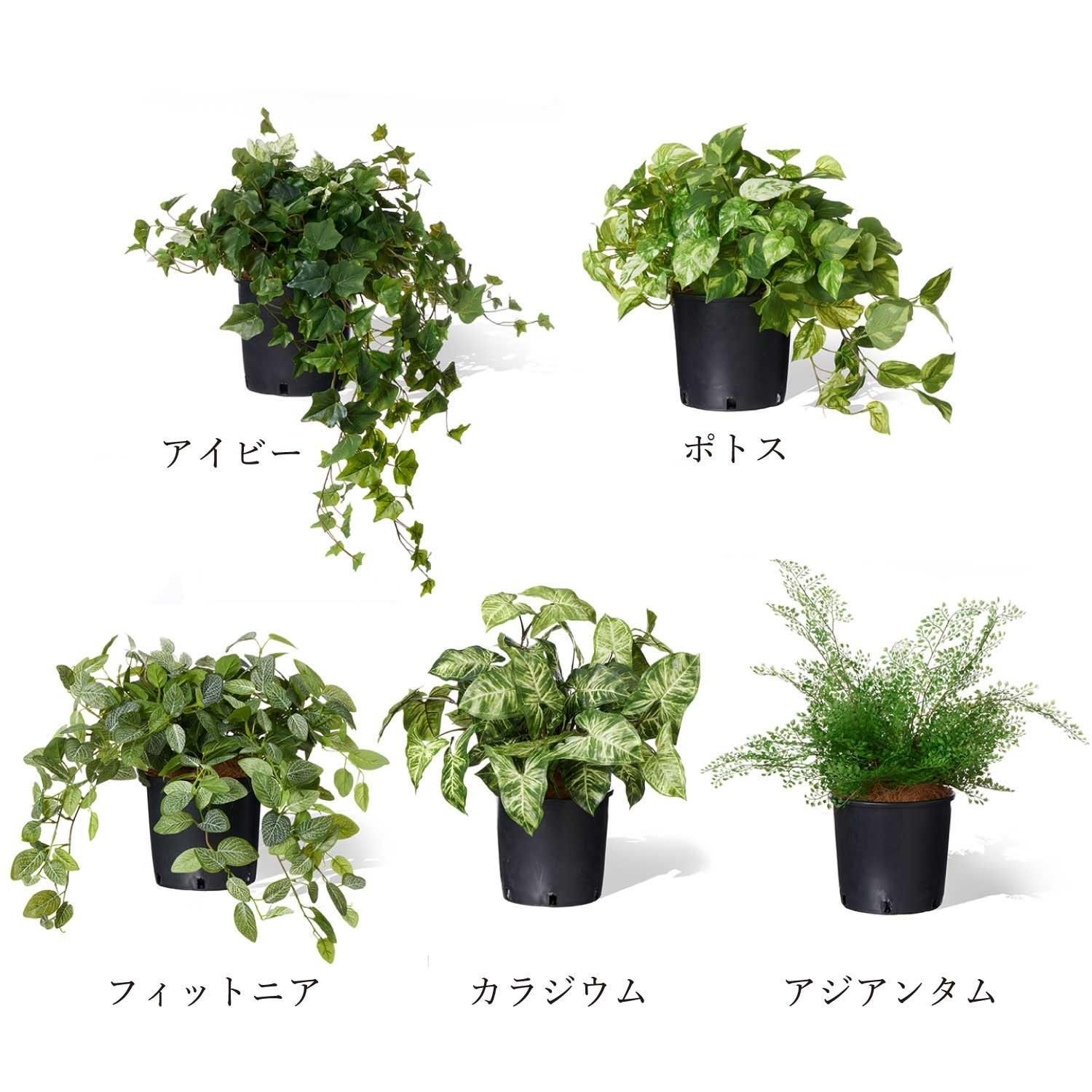 ߥåI ʡݥå 5ĥå տʪ ե꡼<img class='new_mark_img2' src='https://img.shop-pro.jp/img/new/icons1.gif' style='border:none;display:inline;margin:0px;padding:0px;width:auto;' />