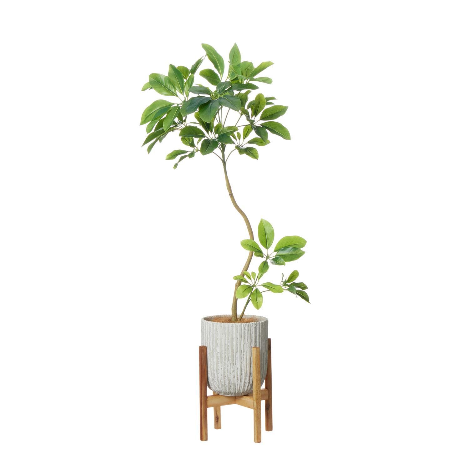 シェフレラ木立 ボックスプランター GR5080 シェフレラ H1100｜人工観葉植物 樹木