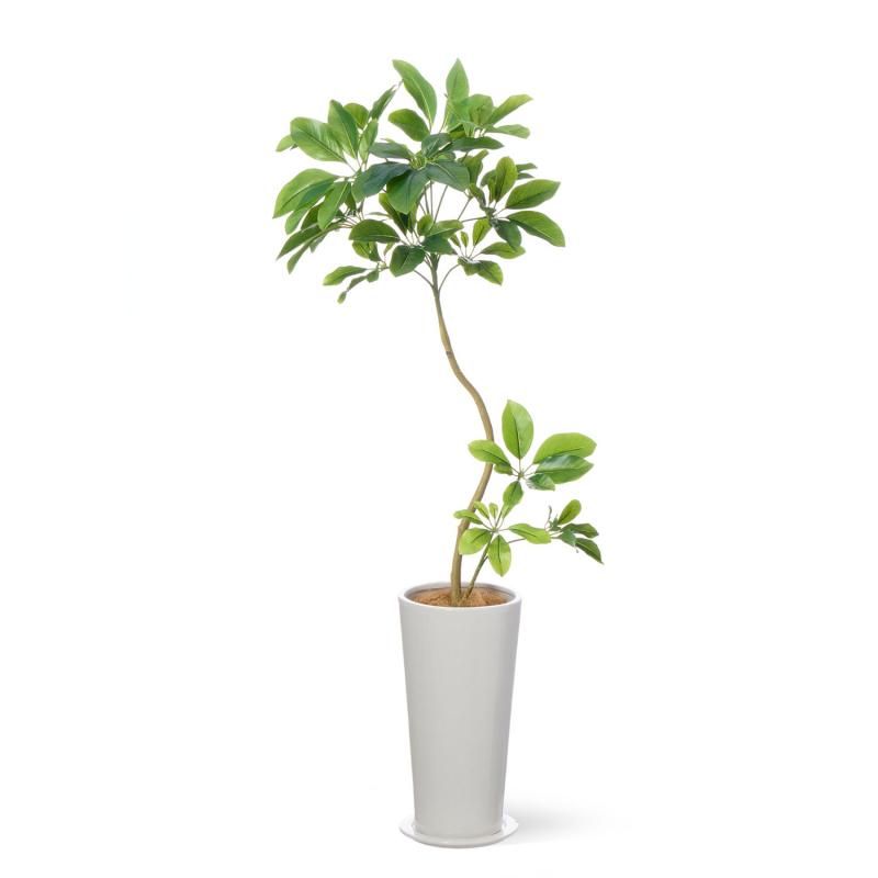 GREENPARK マグノリア H120cm 観葉植物 フェイクグリーン １ 楽天市場】【公式】マグノリア スリムプランター H120cm 観葉