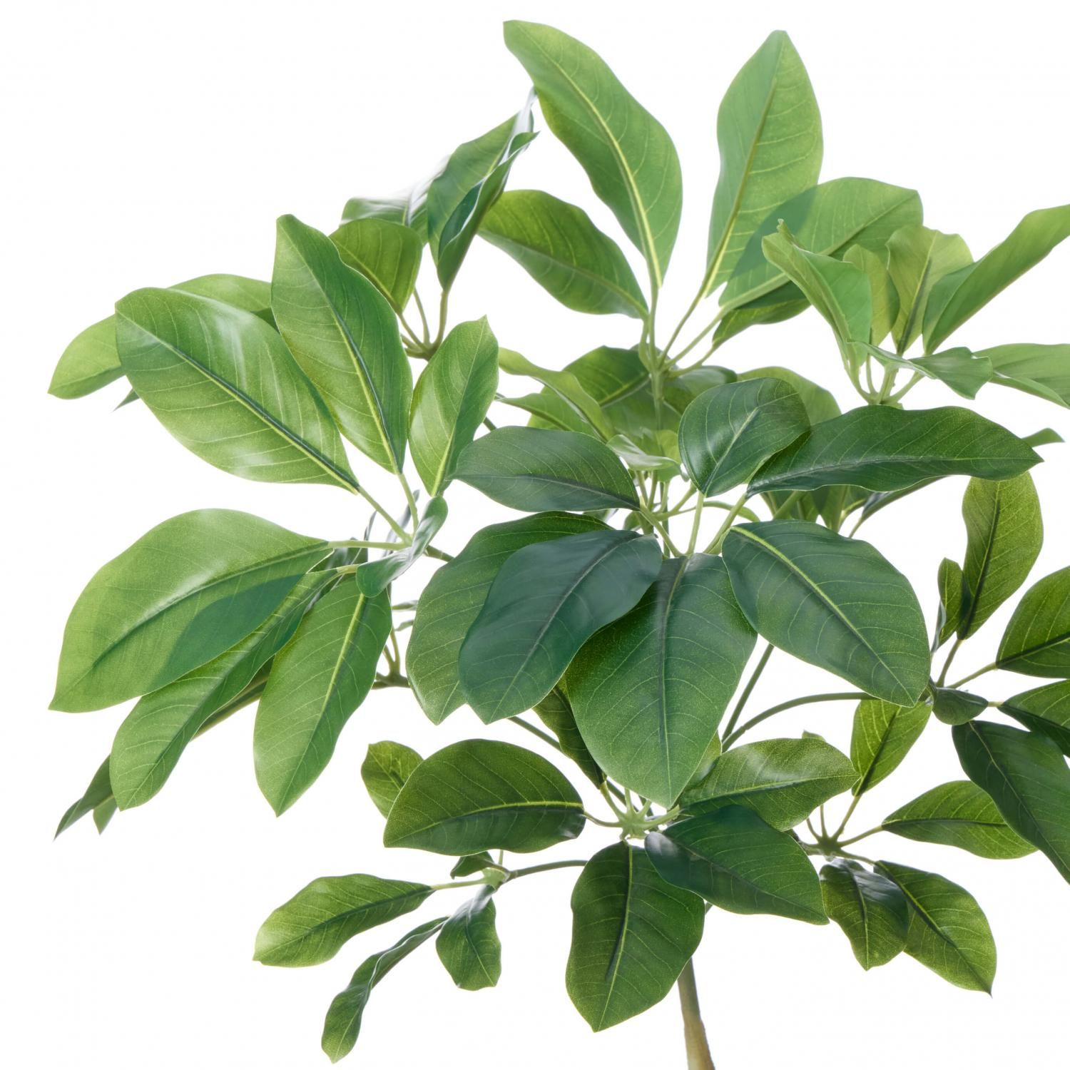 եS åɥ H135cm տʪ ե꡼ eco<img class='new_mark_img2' src='https://img.shop-pro.jp/img/new/icons1.gif' style='border:none;display:inline;margin:0px;padding:0px;width:auto;' />