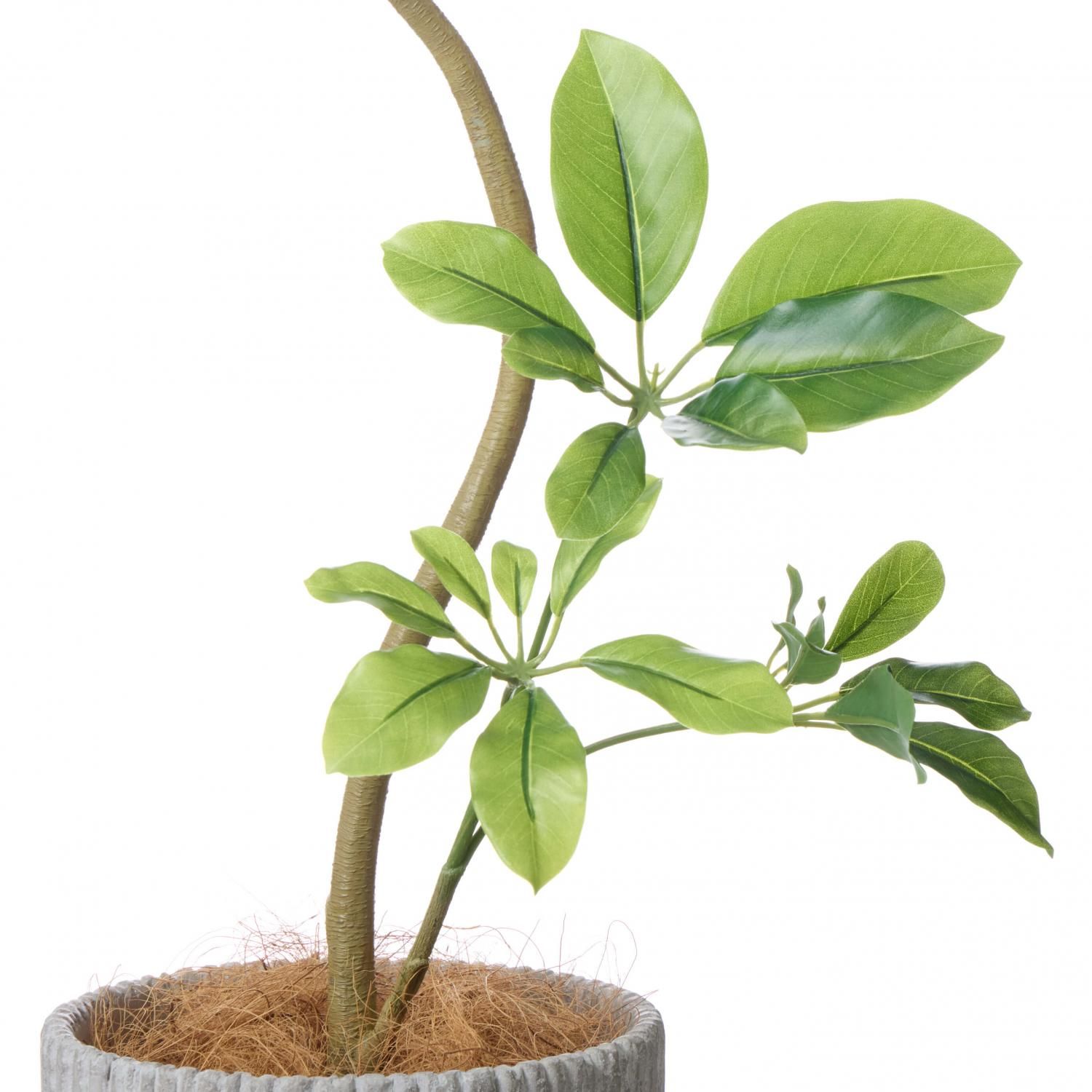 եS åɥ H135cm տʪ ե꡼ eco<img class='new_mark_img2' src='https://img.shop-pro.jp/img/new/icons1.gif' style='border:none;display:inline;margin:0px;padding:0px;width:auto;' />