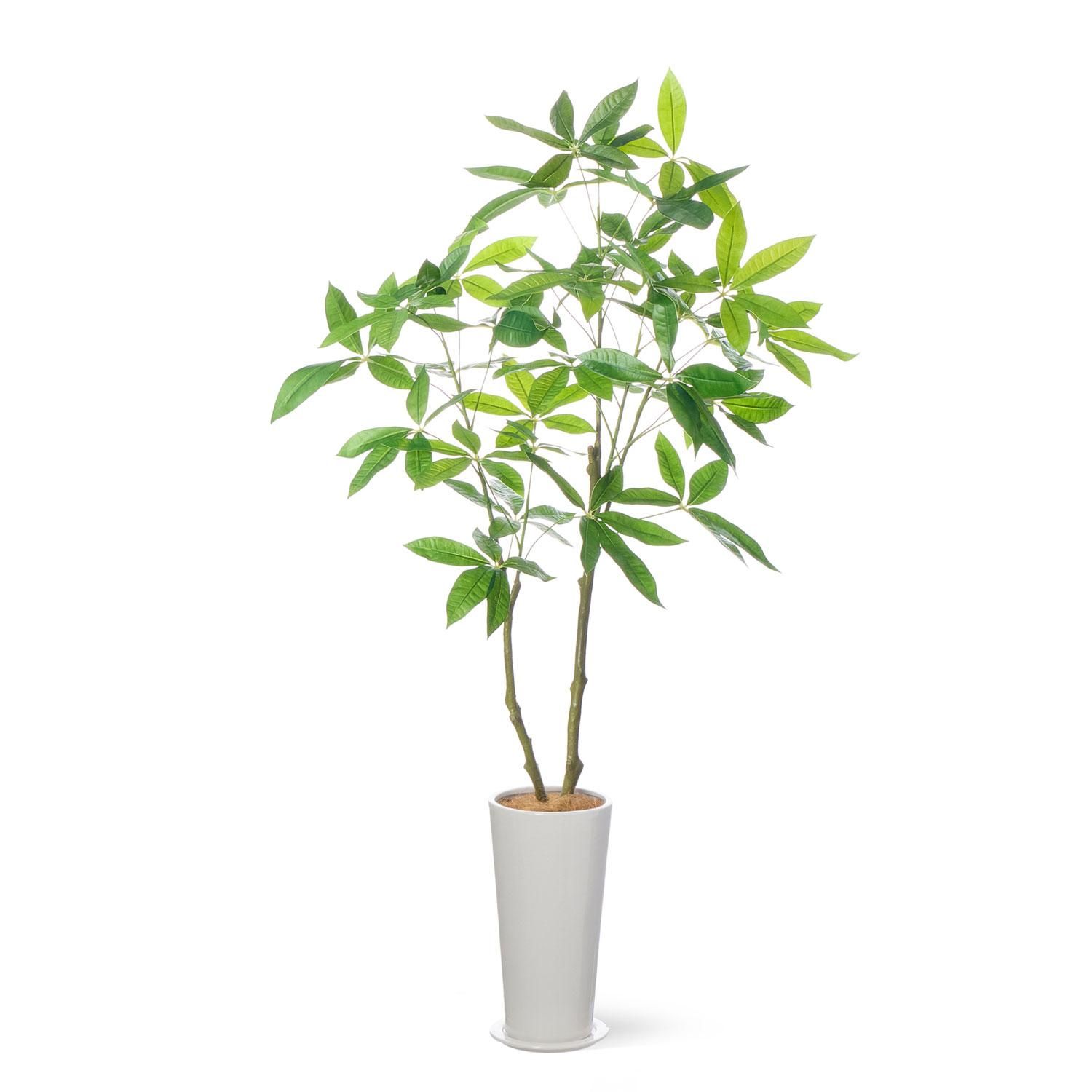 光触媒　人工観葉植物　ウォールグリーン　フェイクグリーン　スリムパキラ1.8 光触媒 光の楽園 スリムパキラ1.8m【インテリア フェイク