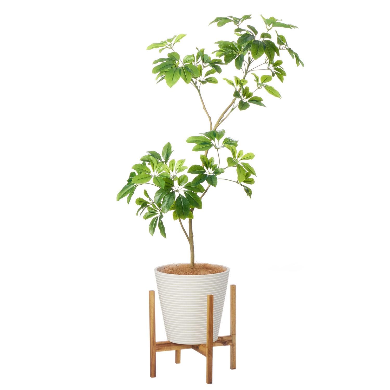 シェフレラの観葉植物 フェイクグリーン | 造花専門店プリマ