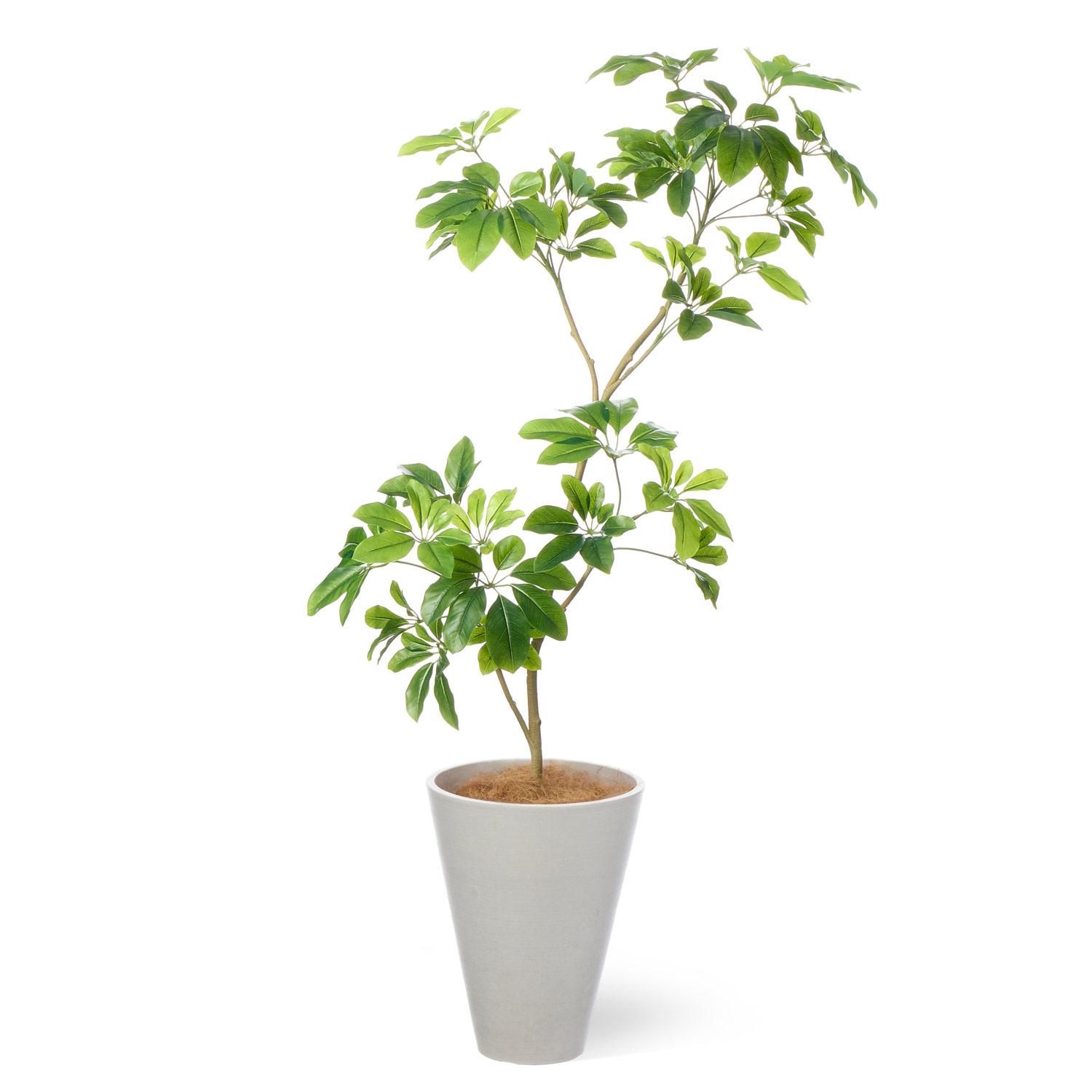 եM GWץ󥿡 H135cm ۥ磻 տʪ ե꡼ eco Ҹľʡ<img class='new_mark_img2' src='https://img.shop-pro.jp/img/new/icons1.gif' style='border:none;display:inline;margin:0px;padding:0px;width:auto;' />