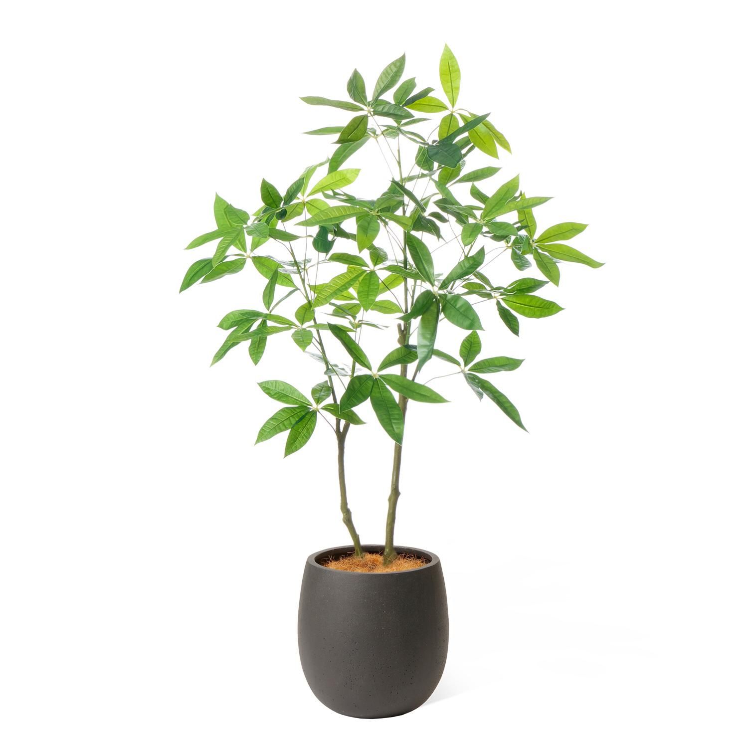 ѥ åݥå H130cm ֥å տʪ ե꡼ Ҹľʡ<img class='new_mark_img2' src='https://img.shop-pro.jp/img/new/icons1.gif' style='border:none;display:inline;margin:0px;padding:0px;width:auto;' />