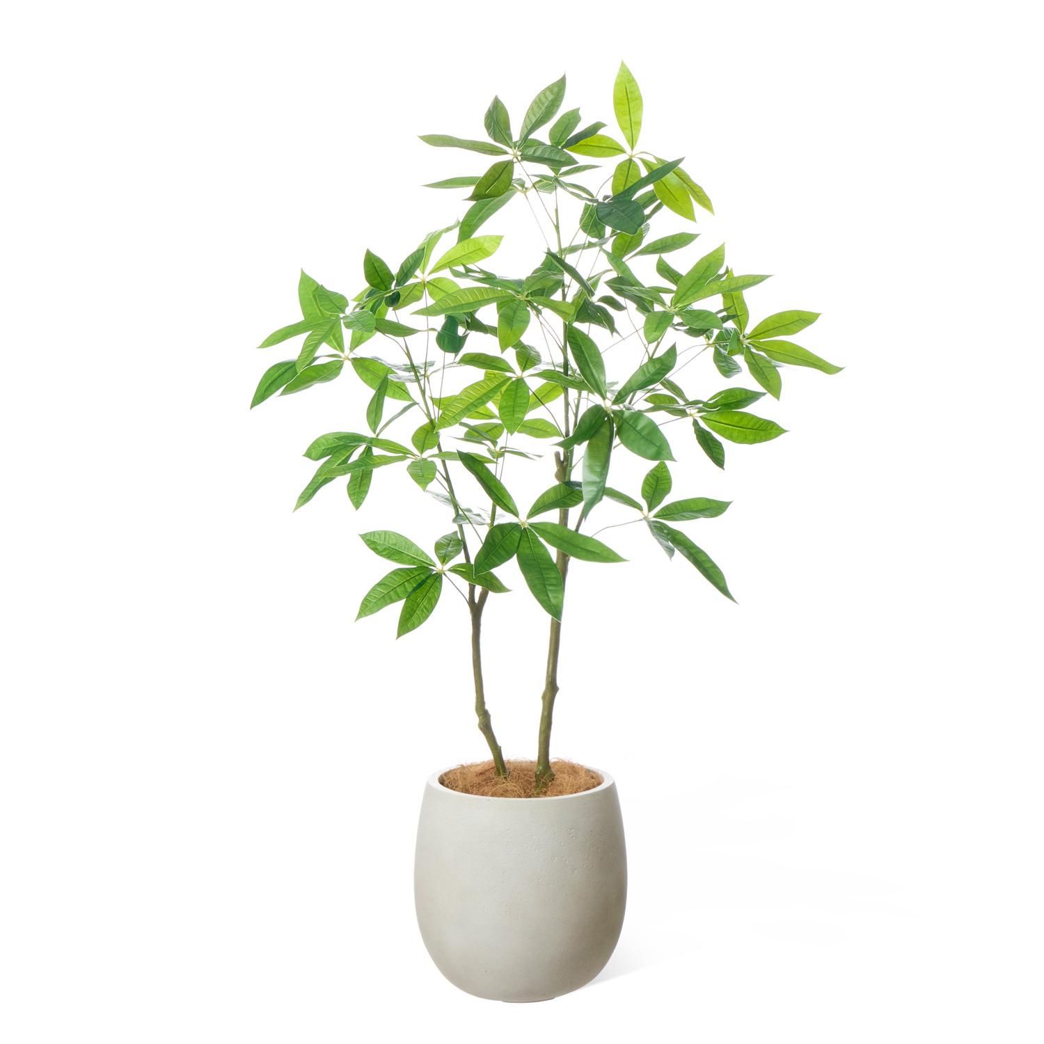 ѥ åݥå H130cm ܥ꡼ տʪ ե꡼ Ҹľʡ<img class='new_mark_img2' src='https://img.shop-pro.jp/img/new/icons1.gif' style='border:none;display:inline;margin:0px;padding:0px;width:auto;' />