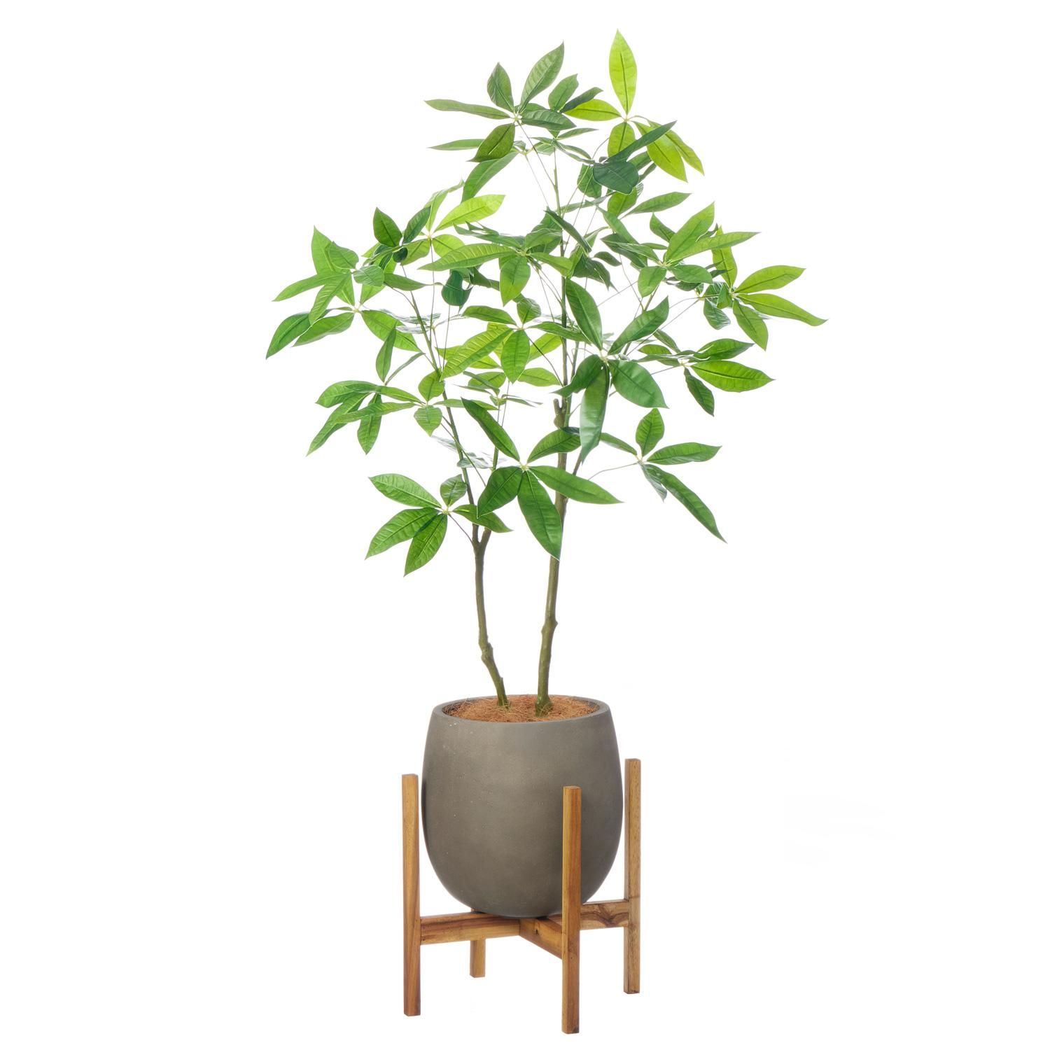 ѥ åݥåȵ H145cm 졼 տʪ ե꡼ Ҹľʡ<img class='new_mark_img2' src='https://img.shop-pro.jp/img/new/icons1.gif' style='border:none;display:inline;margin:0px;padding:0px;width:auto;' />