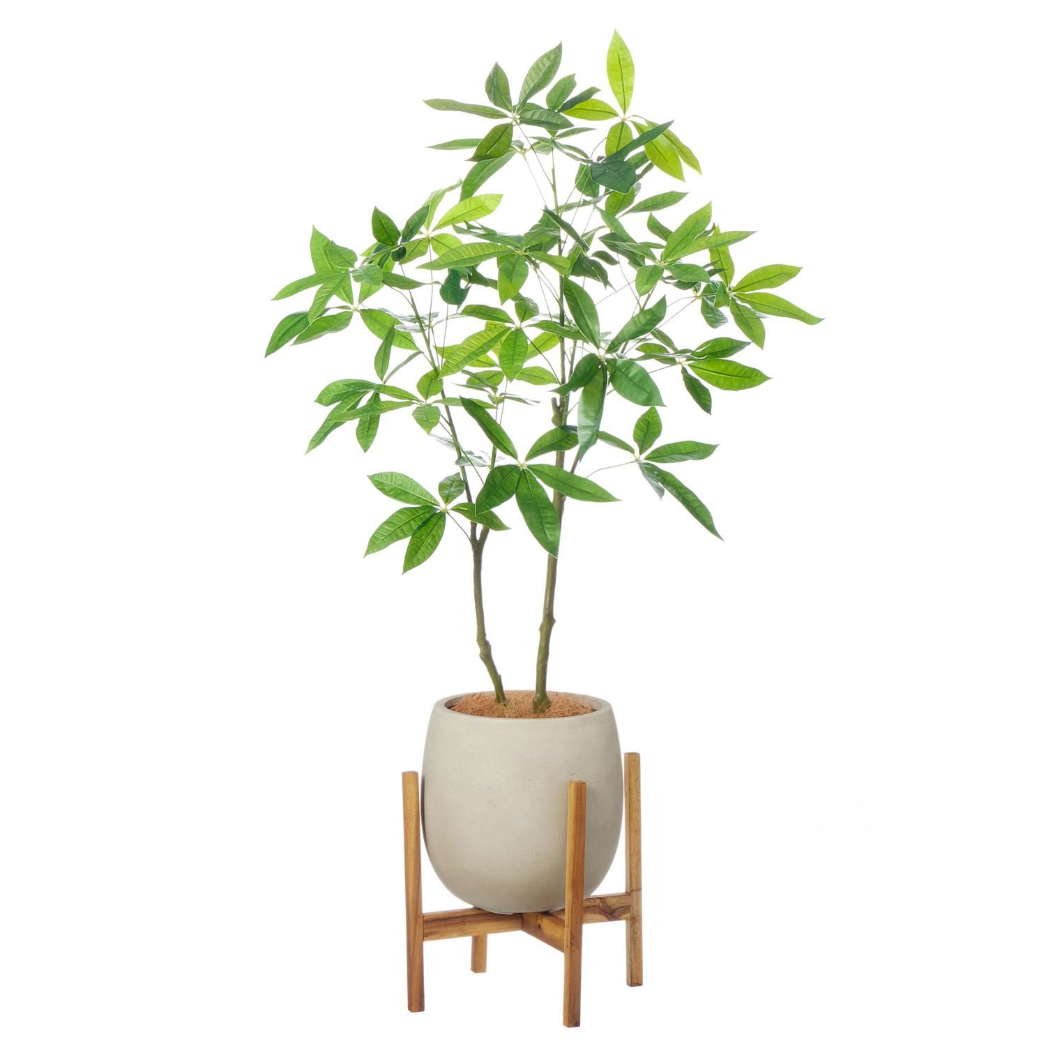 ѥ åݥåȵ H145cm ܥ꡼ տʪ ե꡼ Ҹľʡ<img class='new_mark_img2' src='https://img.shop-pro.jp/img/new/icons1.gif' style='border:none;display:inline;margin:0px;padding:0px;width:auto;' />