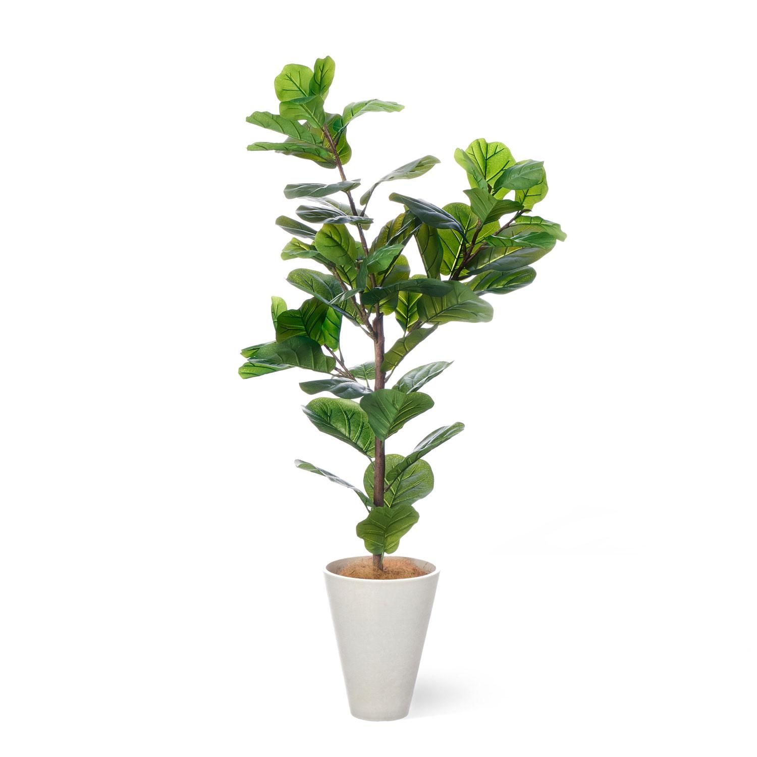 カシワバゴムノキの観葉植物 フェイクグリーン | 造花専門店プリマ