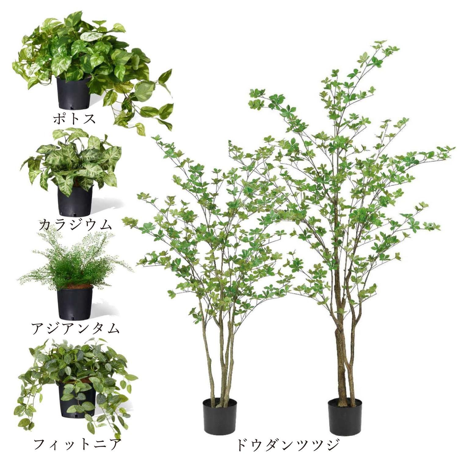 ߥåQ ʡݥå 6ĥå տʪ ե꡼ Ҹľʡ<img class='new_mark_img2' src='https://img.shop-pro.jp/img/new/icons1.gif' style='border:none;display:inline;margin:0px;padding:0px;width:auto;' />