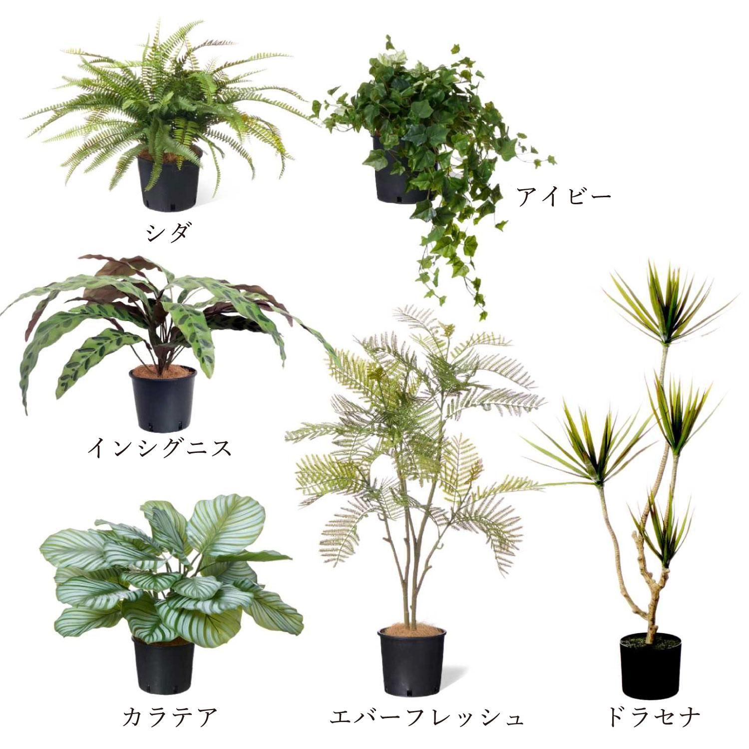 ߥåS ʡݥå 6ĥå տʪ ե꡼ Ҹľʡ<img class='new_mark_img2' src='https://img.shop-pro.jp/img/new/icons1.gif' style='border:none;display:inline;margin:0px;padding:0px;width:auto;' />