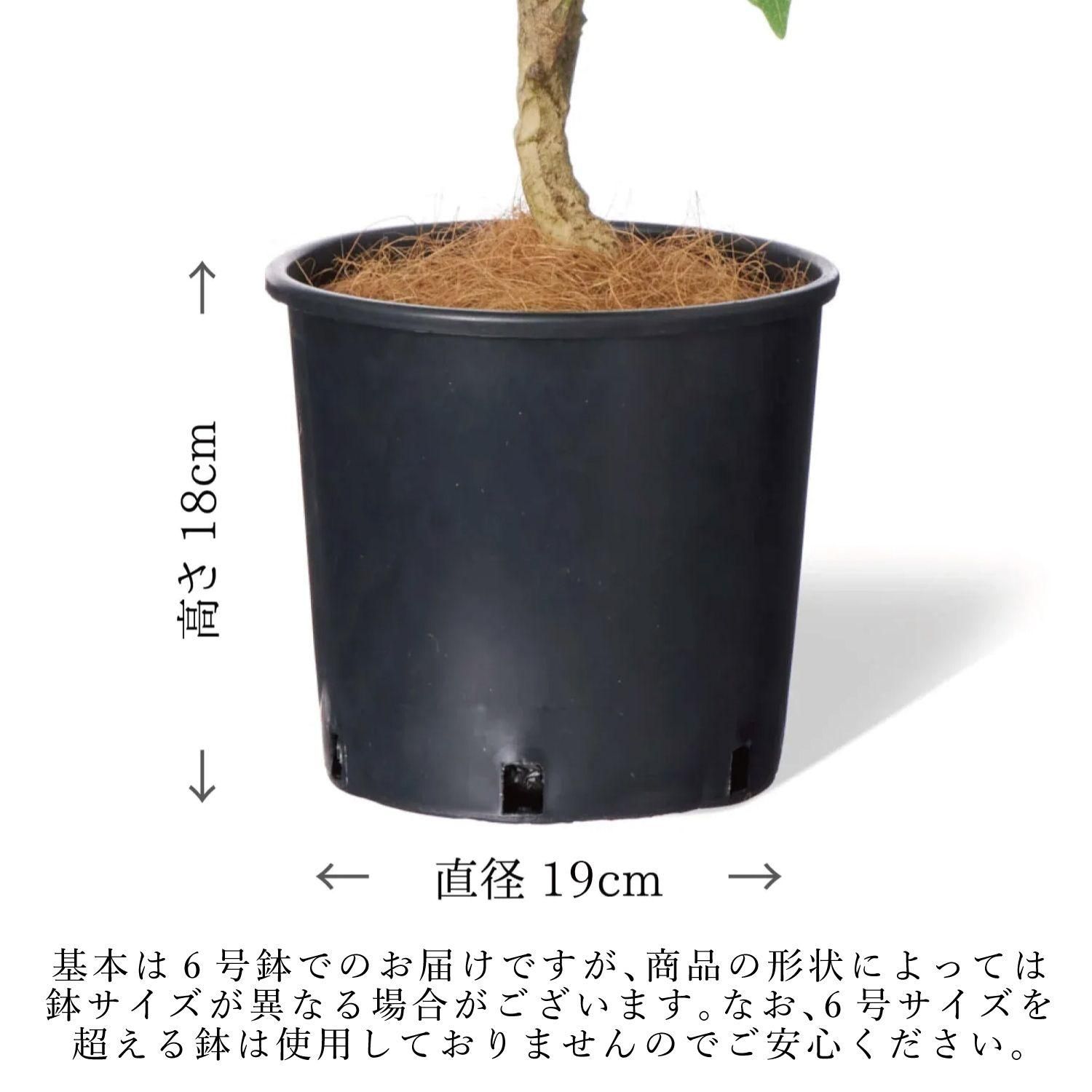 ߥåS ʡݥå 6ĥå տʪ ե꡼ Ҹľʡ<img class='new_mark_img2' src='https://img.shop-pro.jp/img/new/icons1.gif' style='border:none;display:inline;margin:0px;padding:0px;width:auto;' />