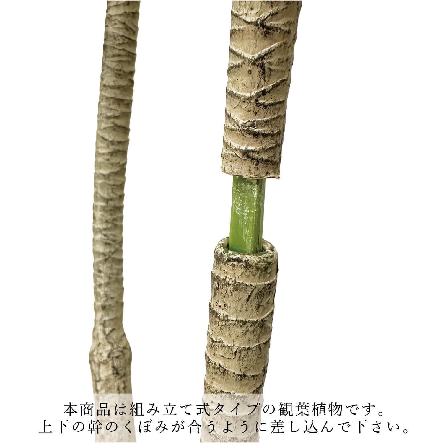 ɥ饻 åݥåȵ H140cm 졼 տʪ ե꡼ Ҹľʡ<img class='new_mark_img2' src='https://img.shop-pro.jp/img/new/icons1.gif' style='border:none;display:inline;margin:0px;padding:0px;width:auto;' />
