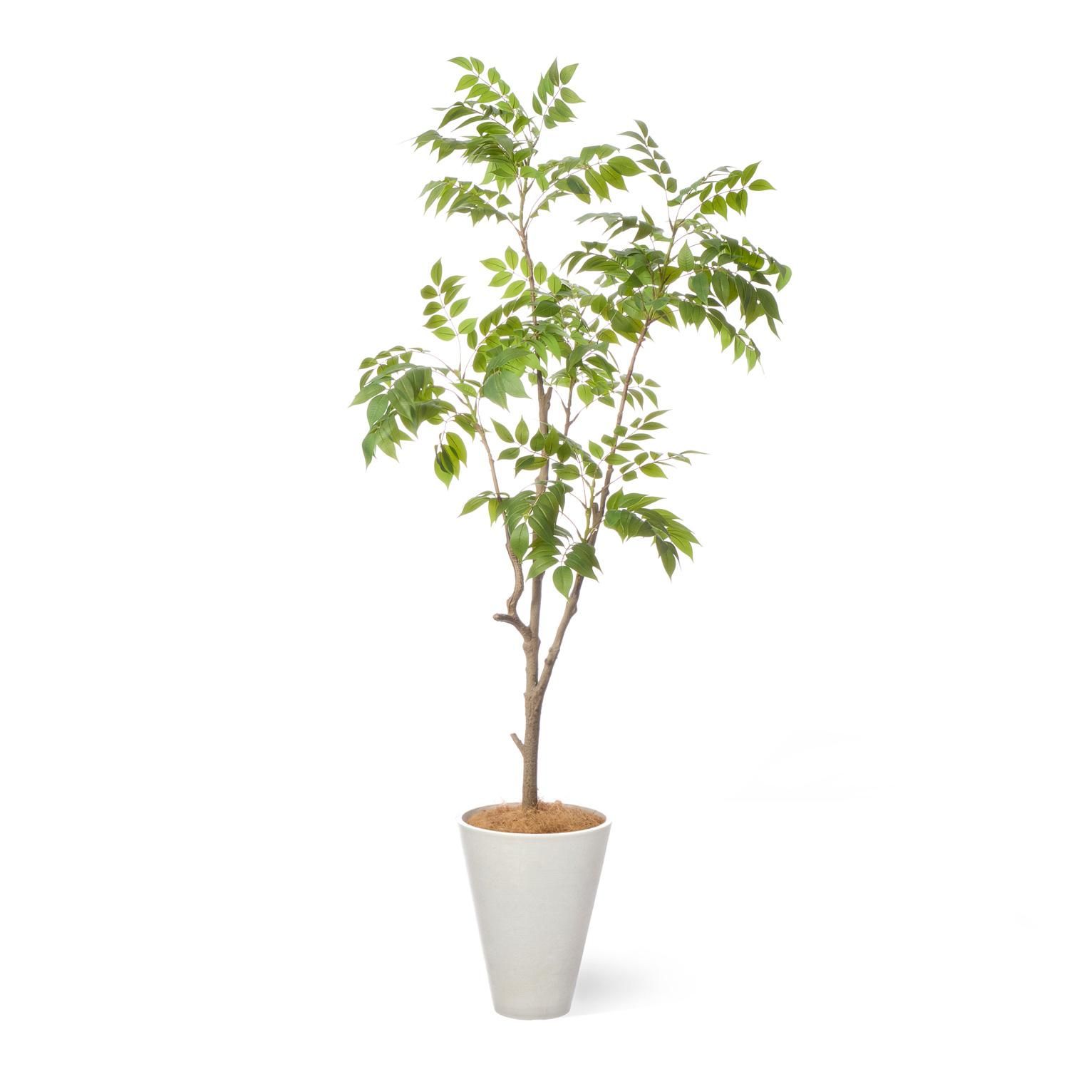 植物 epiprenum-mirabile-3_1.jpg?