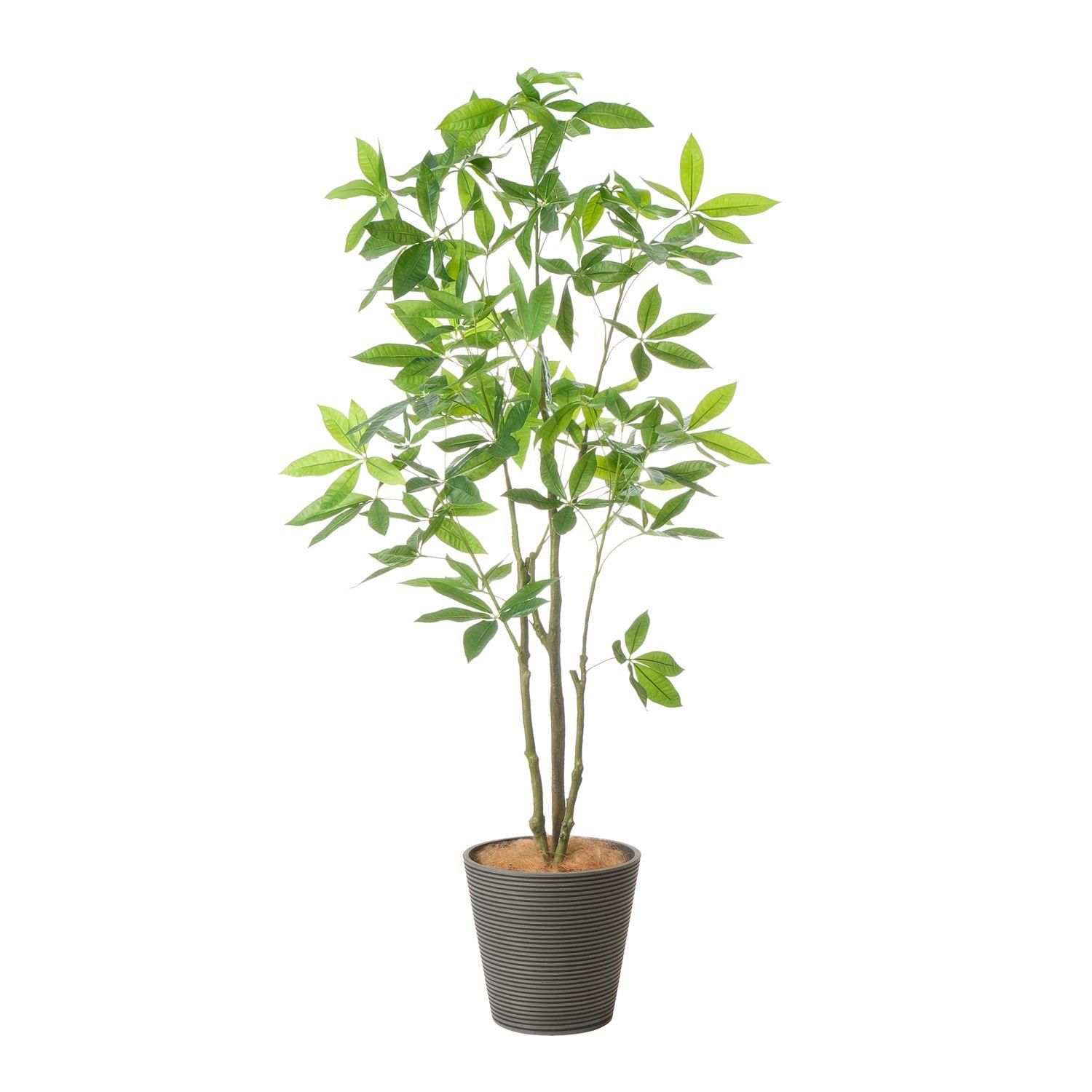 パキラ GWプランター ボーダーグレーの観葉植物 フェイクグリーン