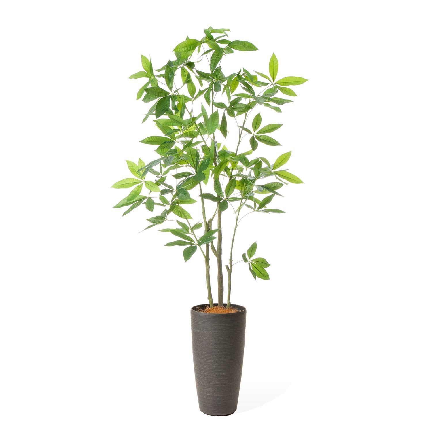 ѥ  TPץ󥿡 H170cm  տʪ ե꡼ Ҹľʡ<img class='new_mark_img2' src='https://img.shop-pro.jp/img/new/icons1.gif' style='border:none;display:inline;margin:0px;padding:0px;width:auto;' />
