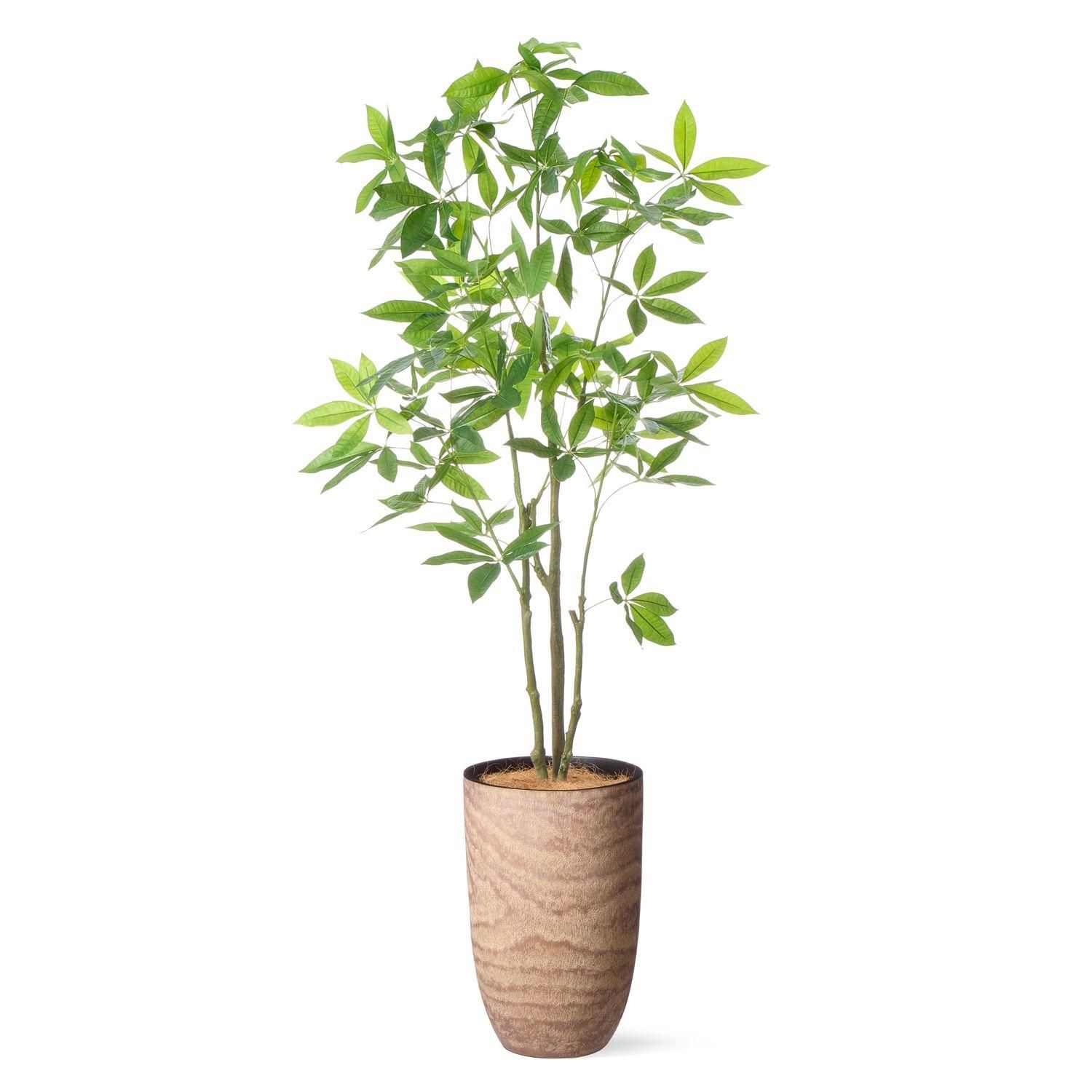ѥ åɥץ󥿡 H180cm տʪ ե꡼ Ҹľʡ<img class='new_mark_img2' src='https://img.shop-pro.jp/img/new/icons1.gif' style='border:none;display:inline;margin:0px;padding:0px;width:auto;' />