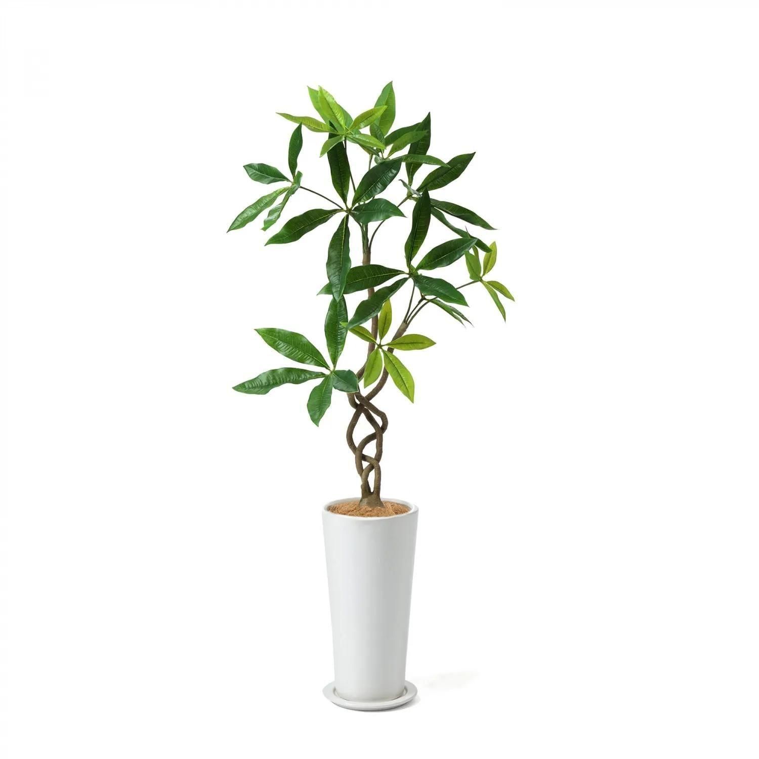 30%OFF ʸ¤ ĥȥѥ ץ󥿡 H113cm տʪ ե꡼ eco<img class='new_mark_img2' src='https://img.shop-pro.jp/img/new/icons2.gif' style='border:none;display:inline;margin:0px;padding:0px;width:auto;' />