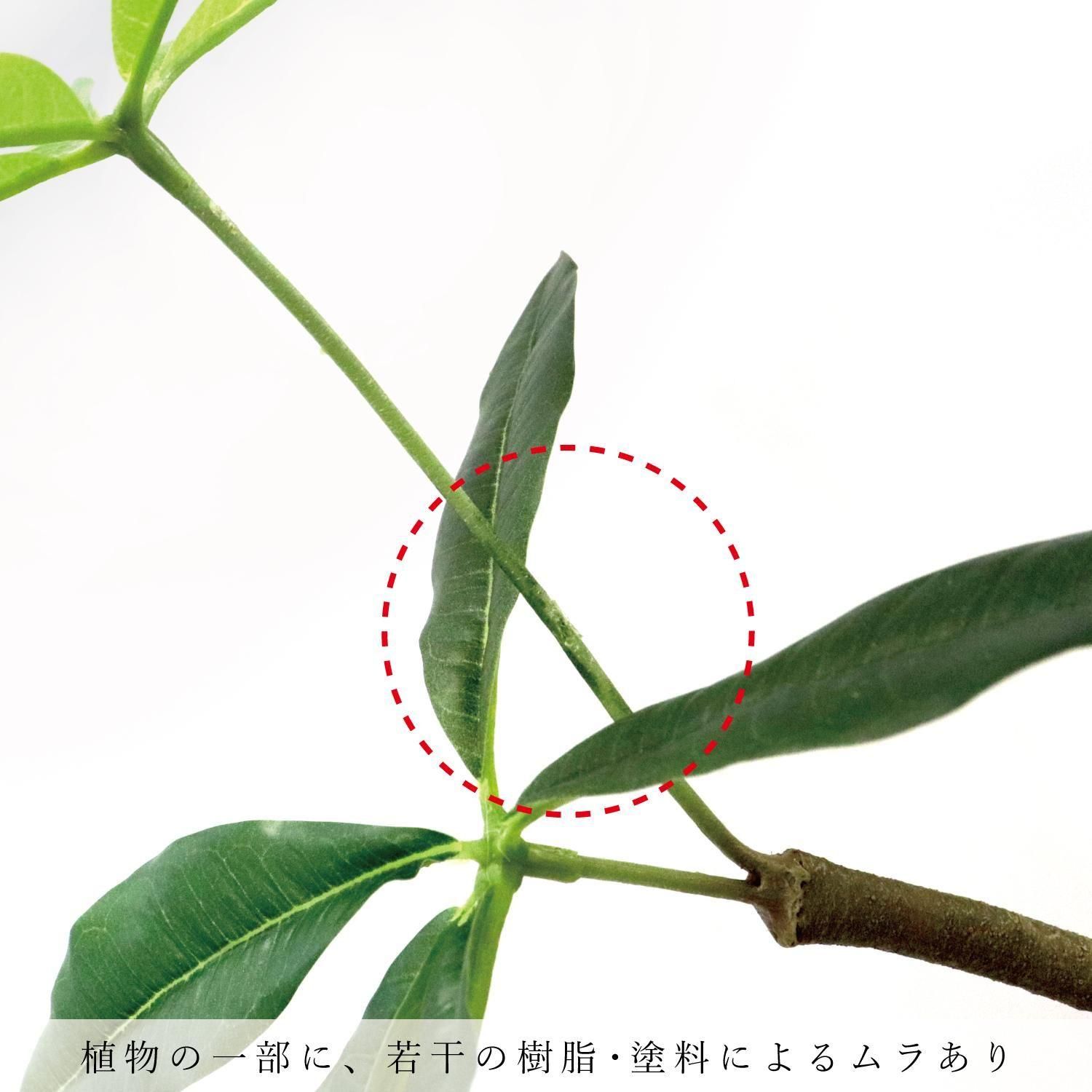 30%OFF ʸ¤ ĥȥѥ ץ󥿡 H113cm տʪ ե꡼ eco<img class='new_mark_img2' src='https://img.shop-pro.jp/img/new/icons2.gif' style='border:none;display:inline;margin:0px;padding:0px;width:auto;' />