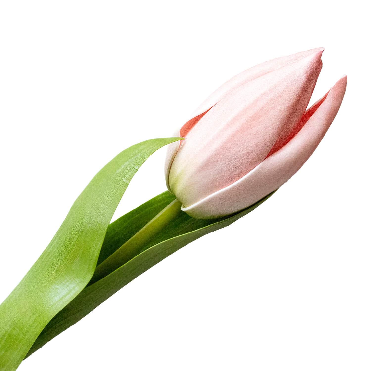 塼å M 饤ȥԥ ñʲֺ ¤ ƥեե <img class='new_mark_img2' src='https://img.shop-pro.jp/img/new/icons1.gif' style='border:none;display:inline;margin:0px;padding:0px;width:auto;' />
