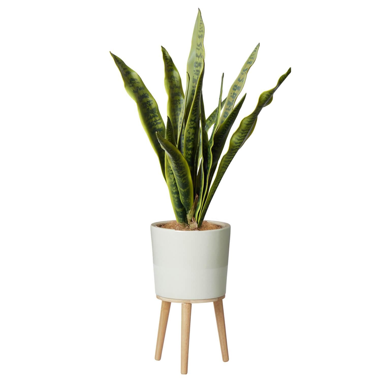 󥻥٥ꥢ  H100cm տʪ ե꡼<img class='new_mark_img2' src='https://img.shop-pro.jp/img/new/icons1.gif' style='border:none;display:inline;margin:0px;padding:0px;width:auto;' />