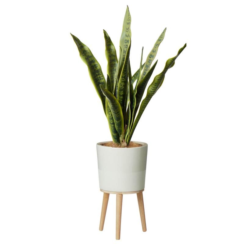 󥻥٥ꥢ  H100cm տʪ ե꡼<img class='new_mark_img2' src='https://img.shop-pro.jp/img/new/icons1.gif' style='border:none;display:inline;margin:0px;padding:0px;width:auto;' />