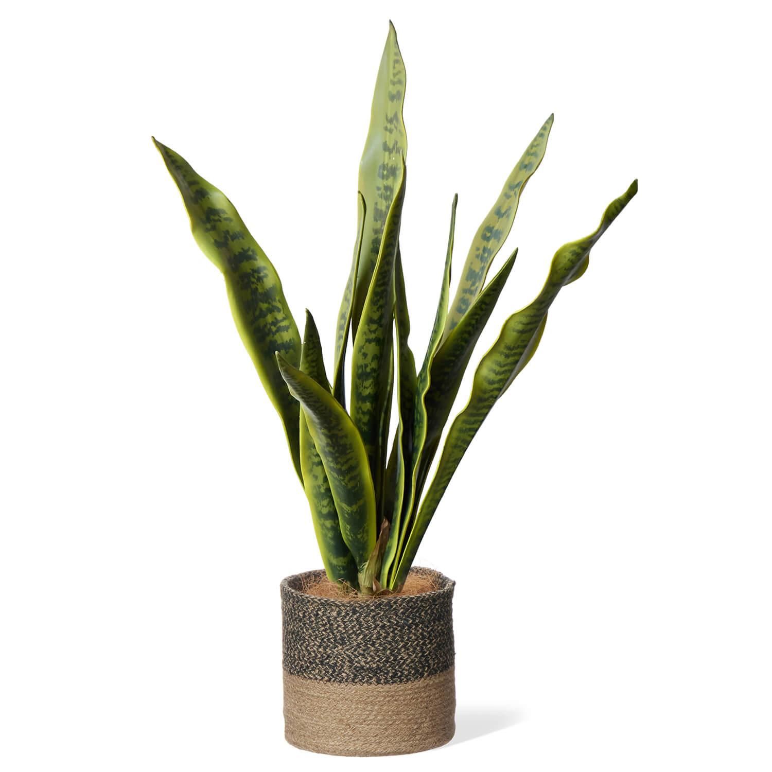 󥻥٥ꥢ 塼ȥݥå H78cm տʪ ե꡼<img class='new_mark_img2' src='https://img.shop-pro.jp/img/new/icons1.gif' style='border:none;display:inline;margin:0px;padding:0px;width:auto;' />