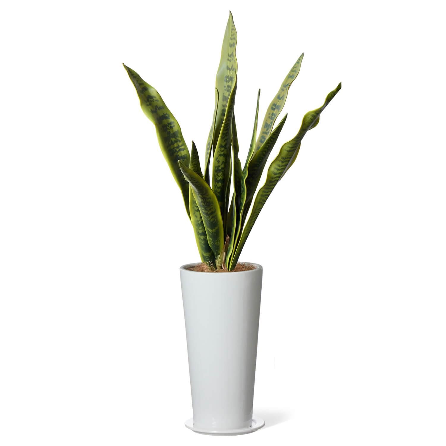 󥻥٥ꥢ ץ󥿡 H95cm տʪ ե꡼<img class='new_mark_img2' src='https://img.shop-pro.jp/img/new/icons1.gif' style='border:none;display:inline;margin:0px;padding:0px;width:auto;' />