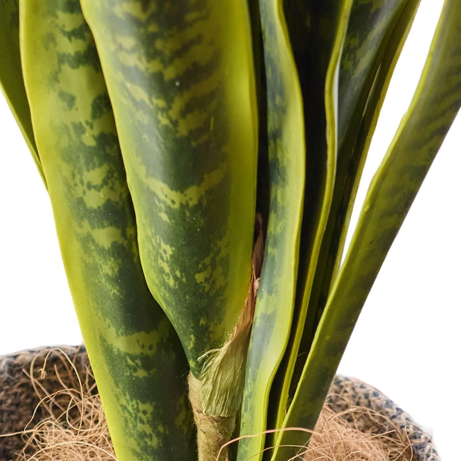 󥻥٥ꥢ ץ󥿡 H95cm տʪ ե꡼<img class='new_mark_img2' src='https://img.shop-pro.jp/img/new/icons1.gif' style='border:none;display:inline;margin:0px;padding:0px;width:auto;' />