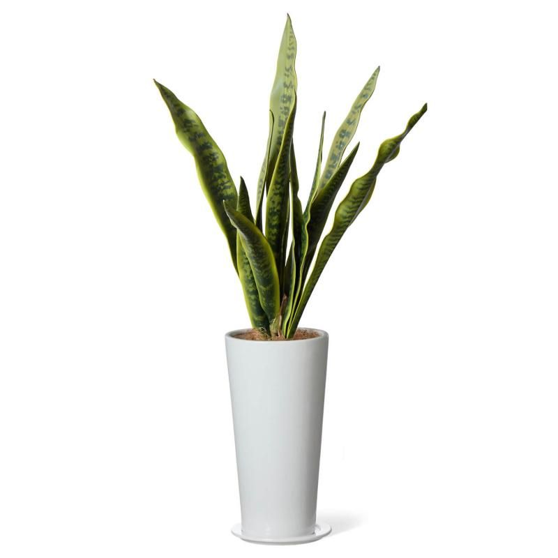 󥻥٥ꥢ ץ󥿡 H95cm տʪ ե꡼<img class='new_mark_img2' src='https://img.shop-pro.jp/img/new/icons1.gif' style='border:none;display:inline;margin:0px;padding:0px;width:auto;' />