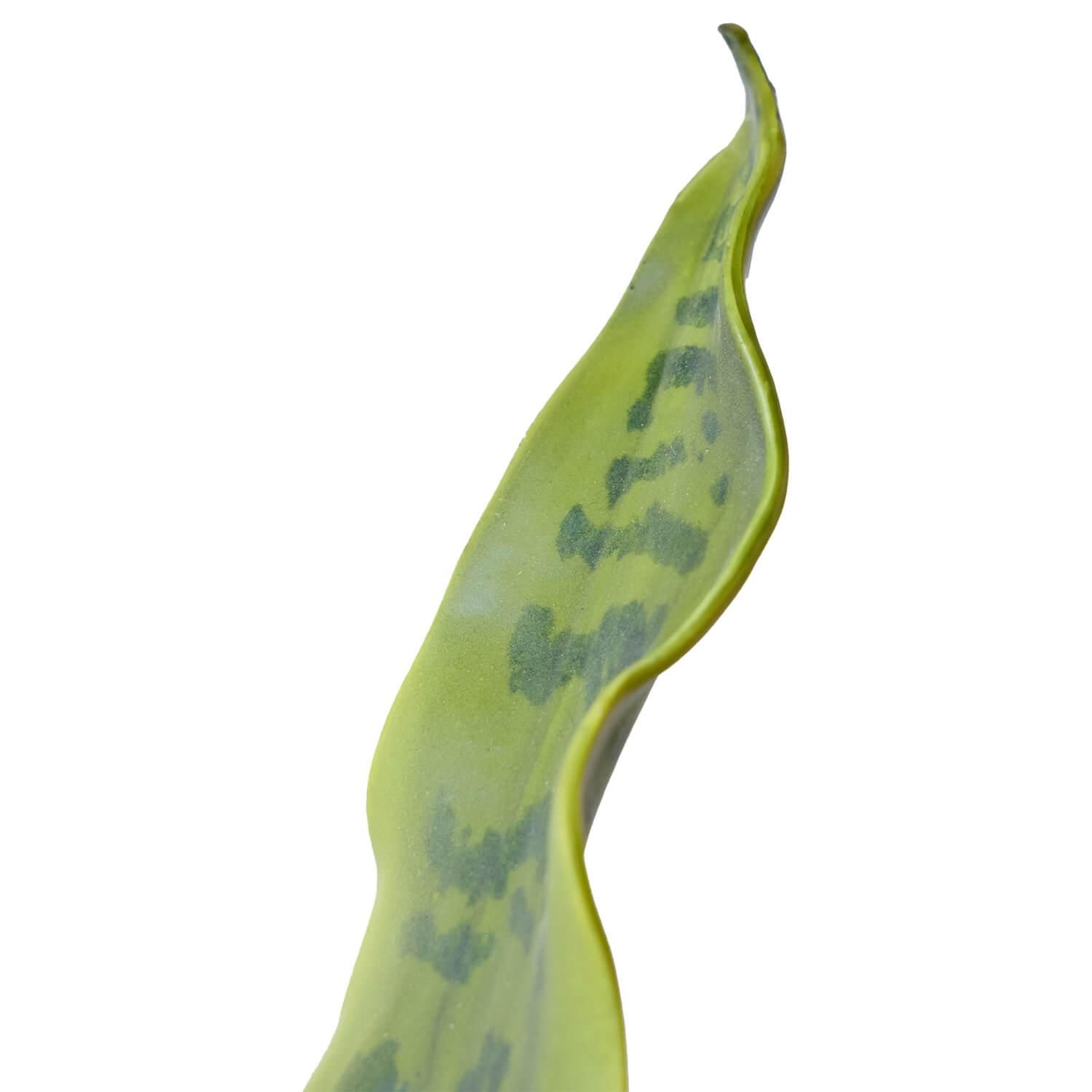 󥻥٥ꥢ ٥ꥹݥå H71cm տʪ ե꡼<img class='new_mark_img2' src='https://img.shop-pro.jp/img/new/icons1.gif' style='border:none;display:inline;margin:0px;padding:0px;width:auto;' />